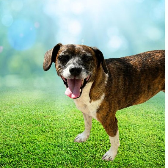 Gizmo, ADOPTABLE, Adult Male Boston Terrier.