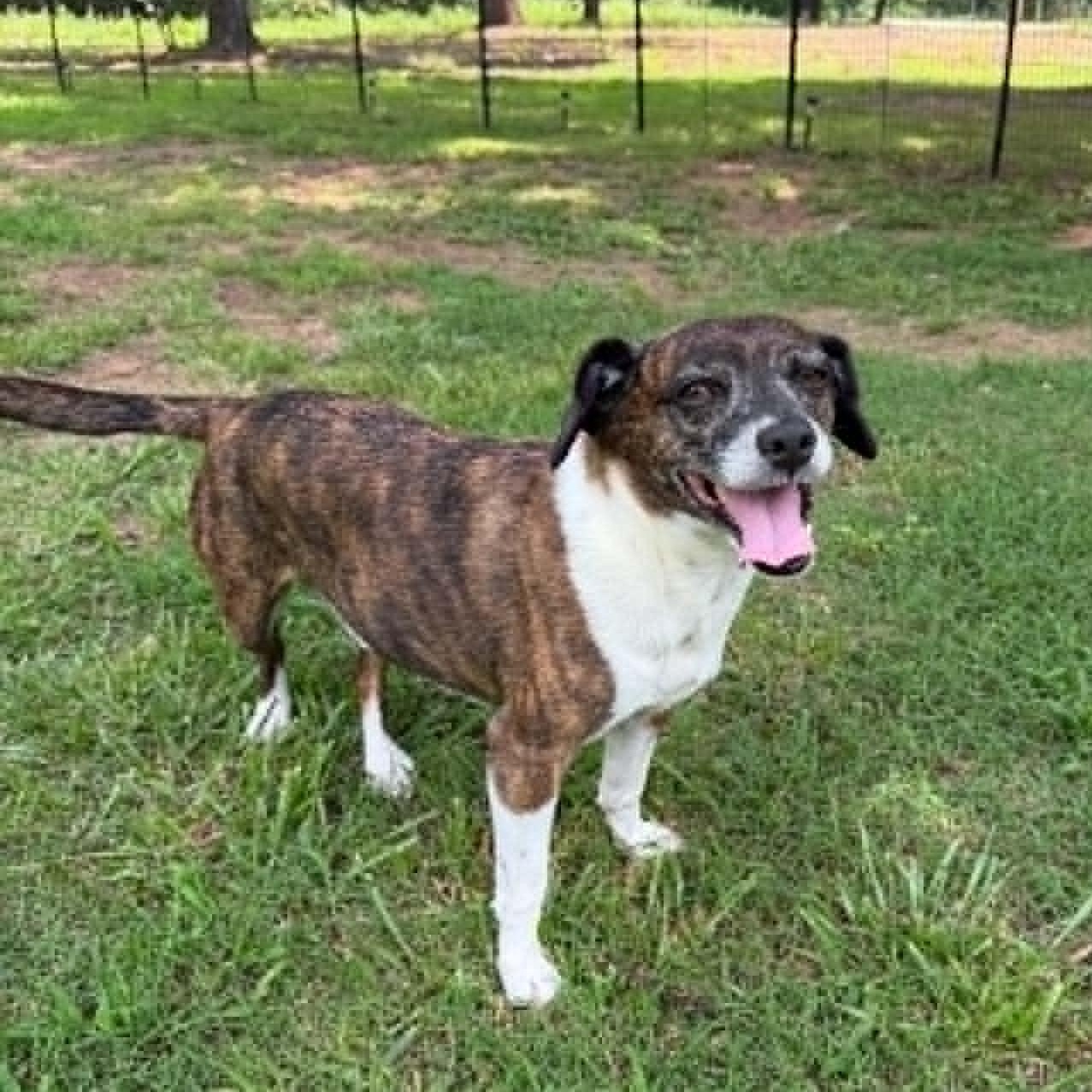 Enlarge Gizmo, a ADOPTABLE mixed breed in Mcloud, OK image 2/2