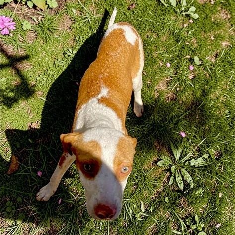 Enlarge Lainey, an adopted mixed breed in Encinitas, CA image 3/3