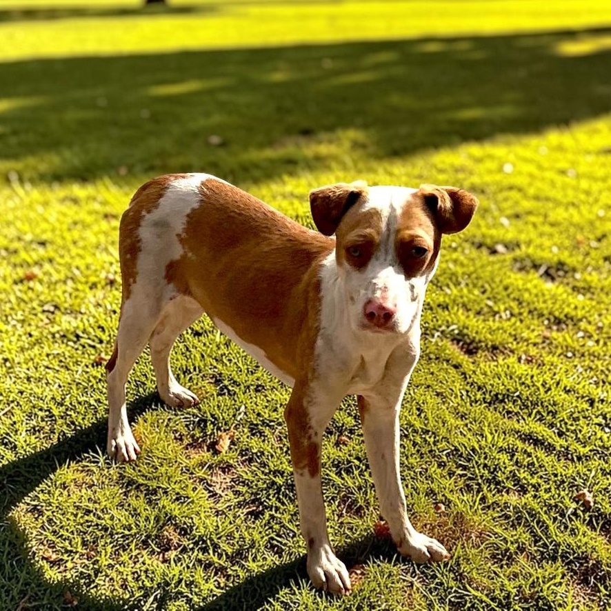 Enlarge Lainey, an adopted mixed breed in Encinitas, CA image 1/3