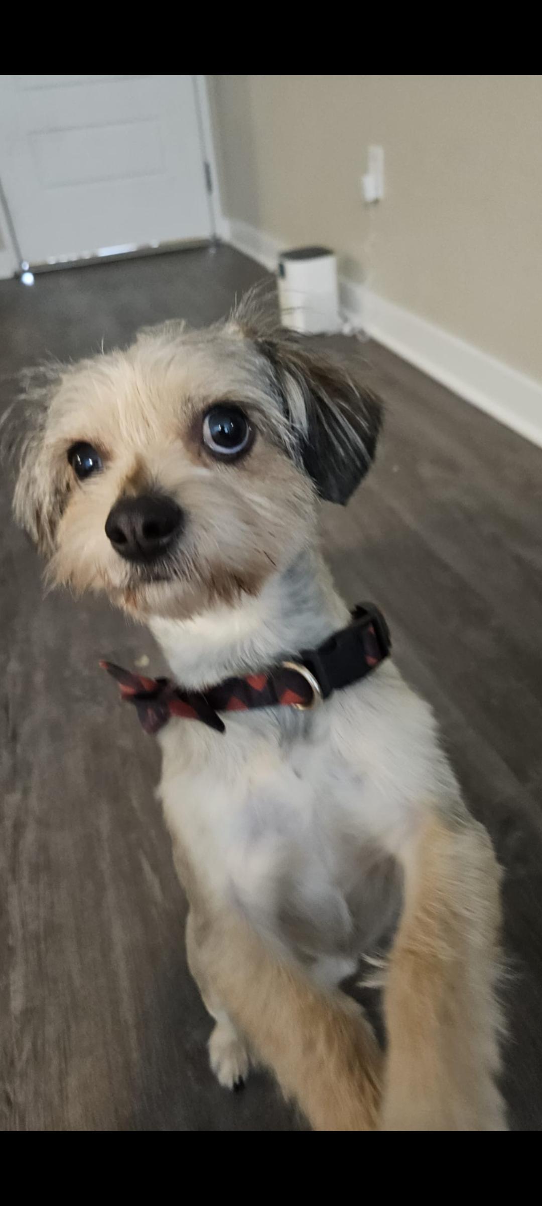 Bruno, Young Male Yorkshire Terrier