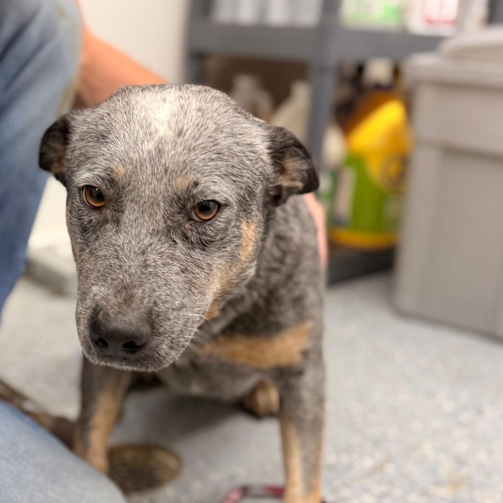 Pebbles, a Adoptable Australian Cattle Dog / Blue Heeler in Chariton, IA image 1/3