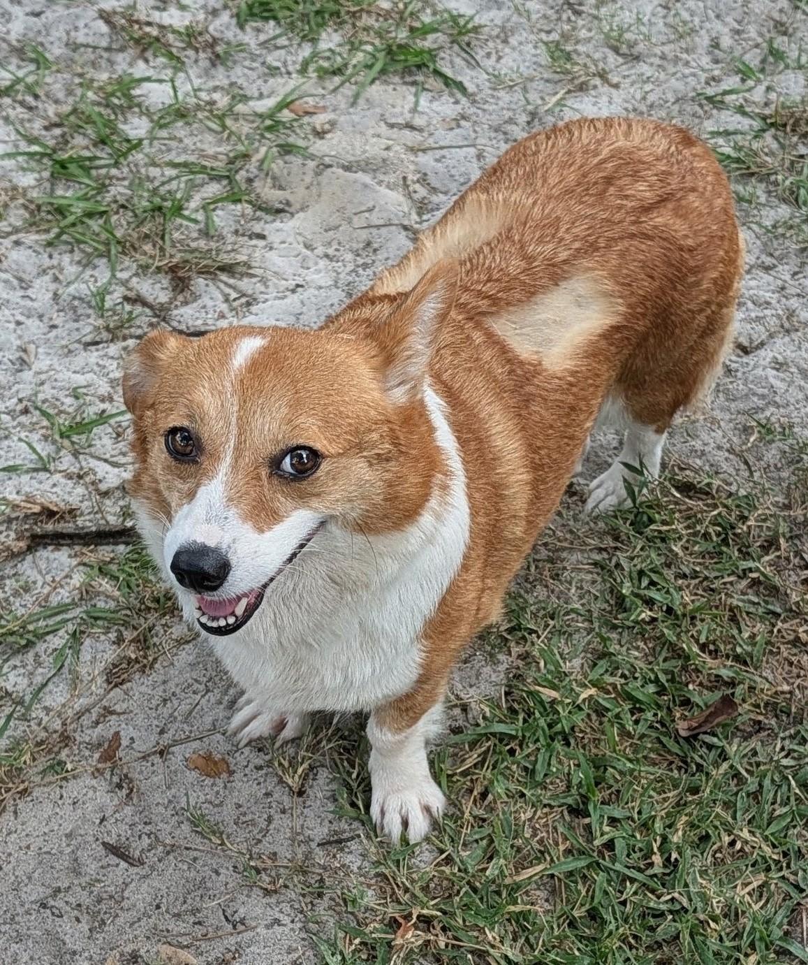 Enlarge Ruby, a Adoptable Corgi in Orlando, FL image 6/6