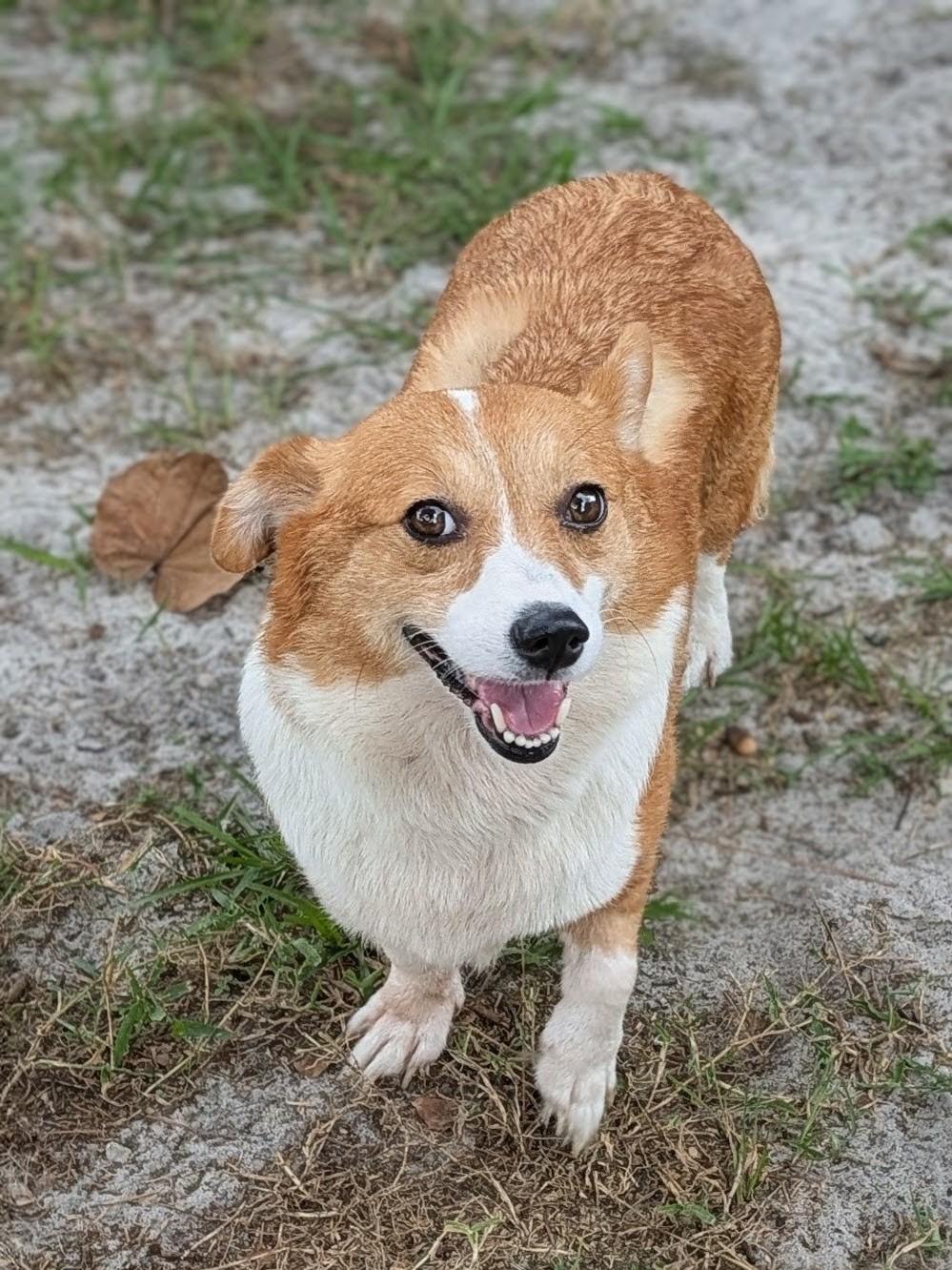 Enlarge Ruby, a Adoptable Corgi in Orlando, FL image 5/6