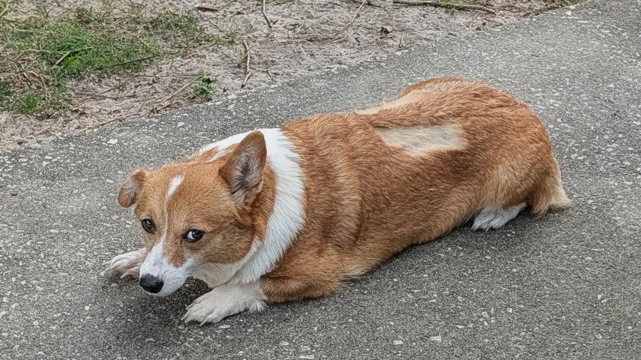 Enlarge Ruby, a Adoptable Corgi in Orlando, FL image 4/6