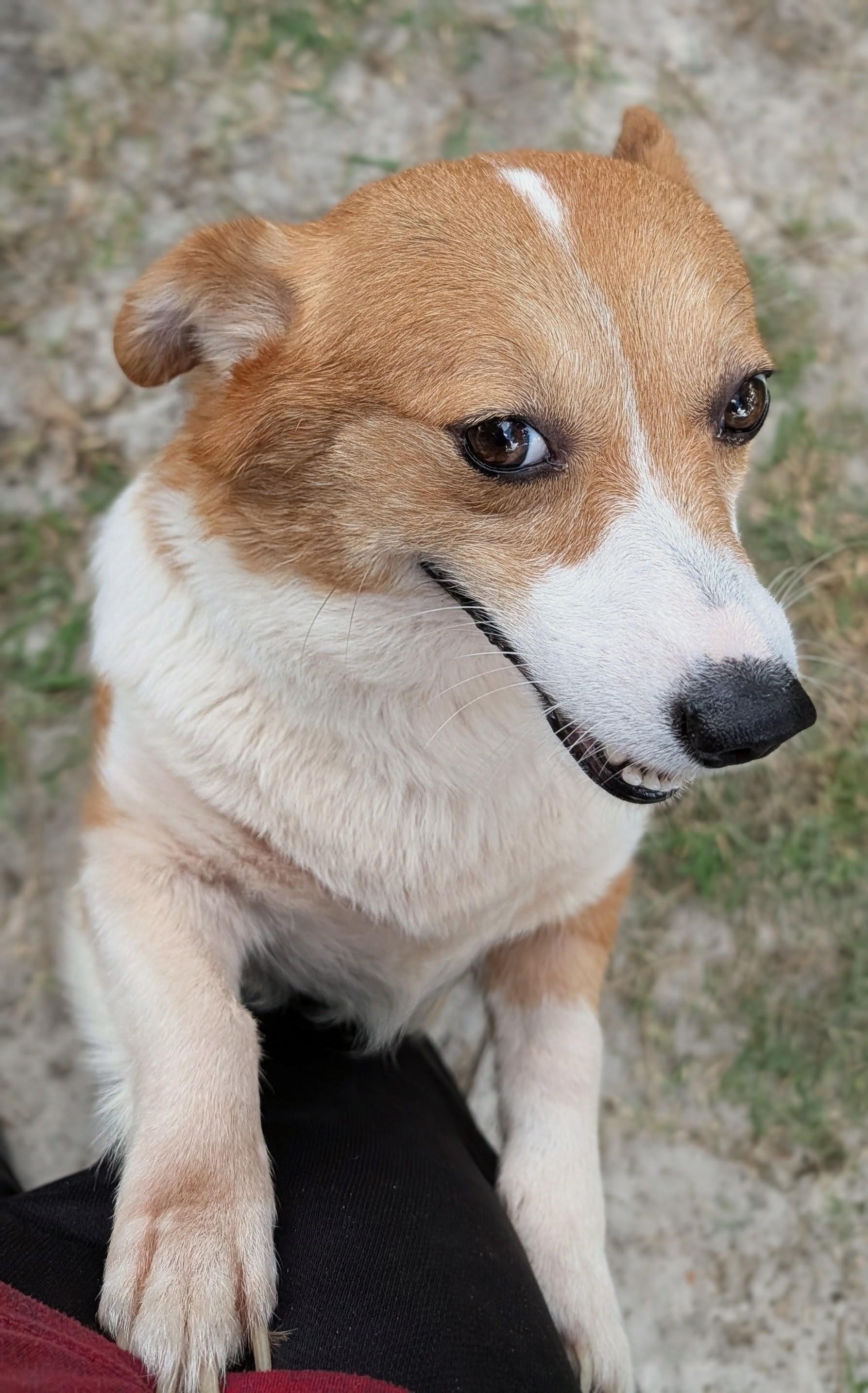 Enlarge Ruby, a Adoptable Corgi in Orlando, FL image 3/6