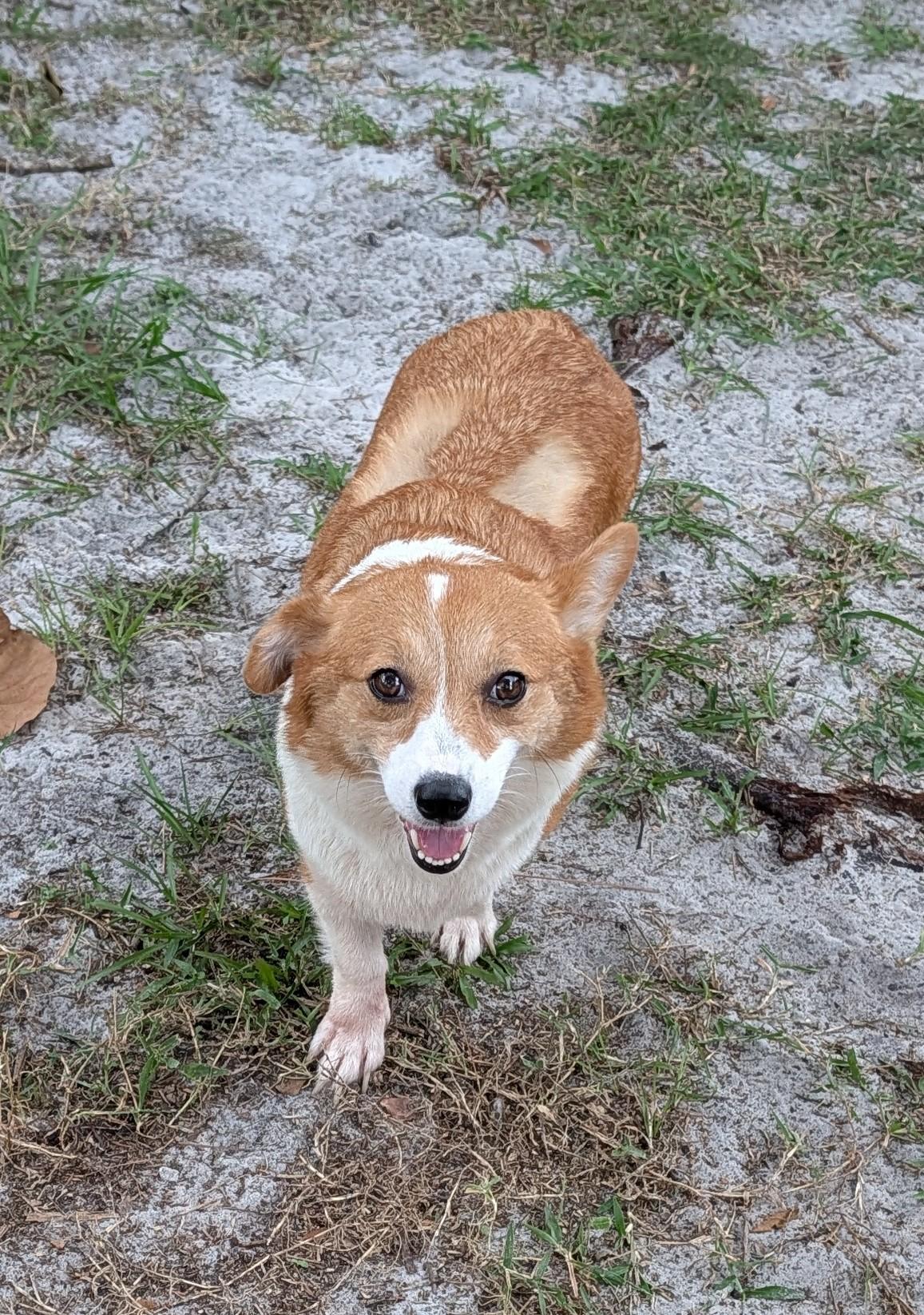 Enlarge Ruby, a Adoptable Corgi in Orlando, FL image 2/6