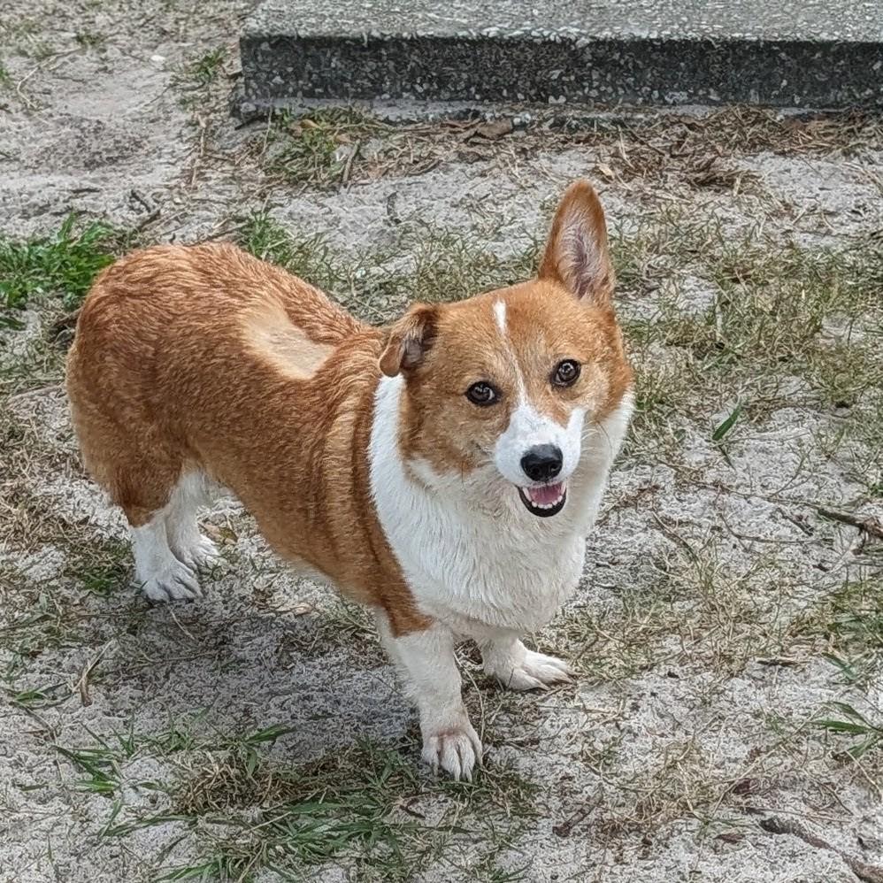 Ruby, Adoptable, Adult Female Corgi.