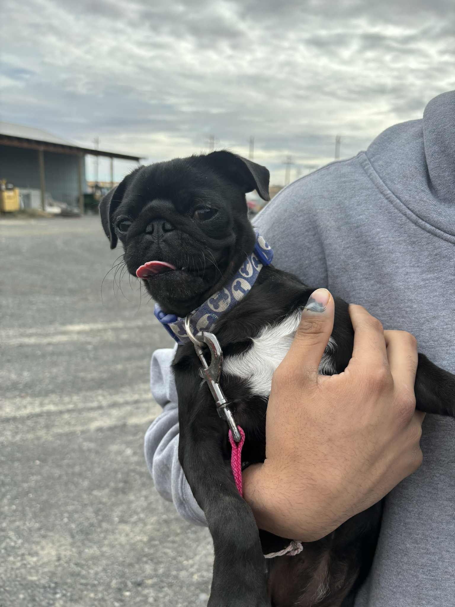 Pippi - Pug Mix Puppy Will Steal Your Heart!