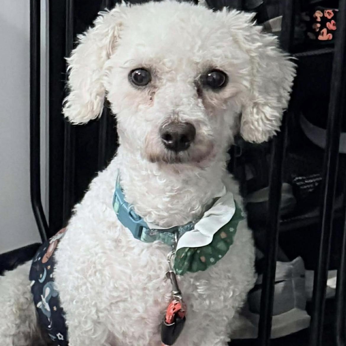 Oliver, an adopted Bichon Frise in Rochester, NY image 6/6