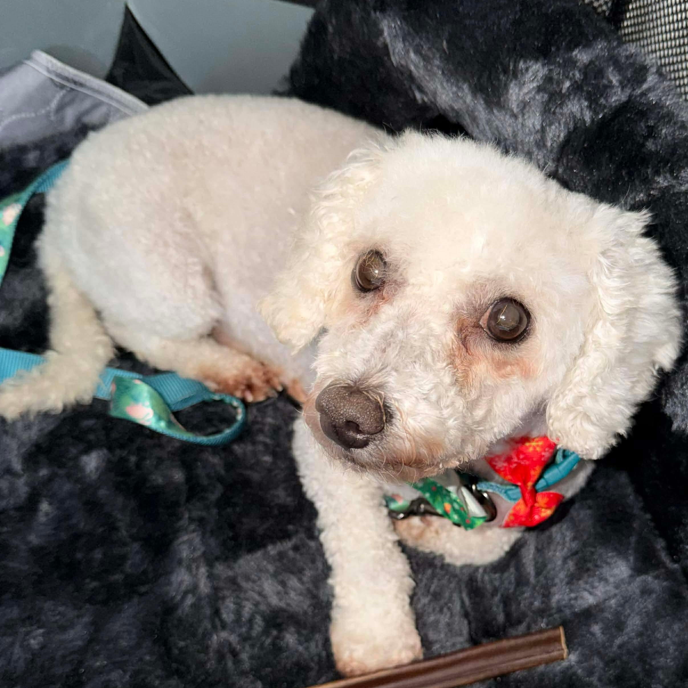 Oliver, an adopted Bichon Frise in Rochester, NY image 5/6