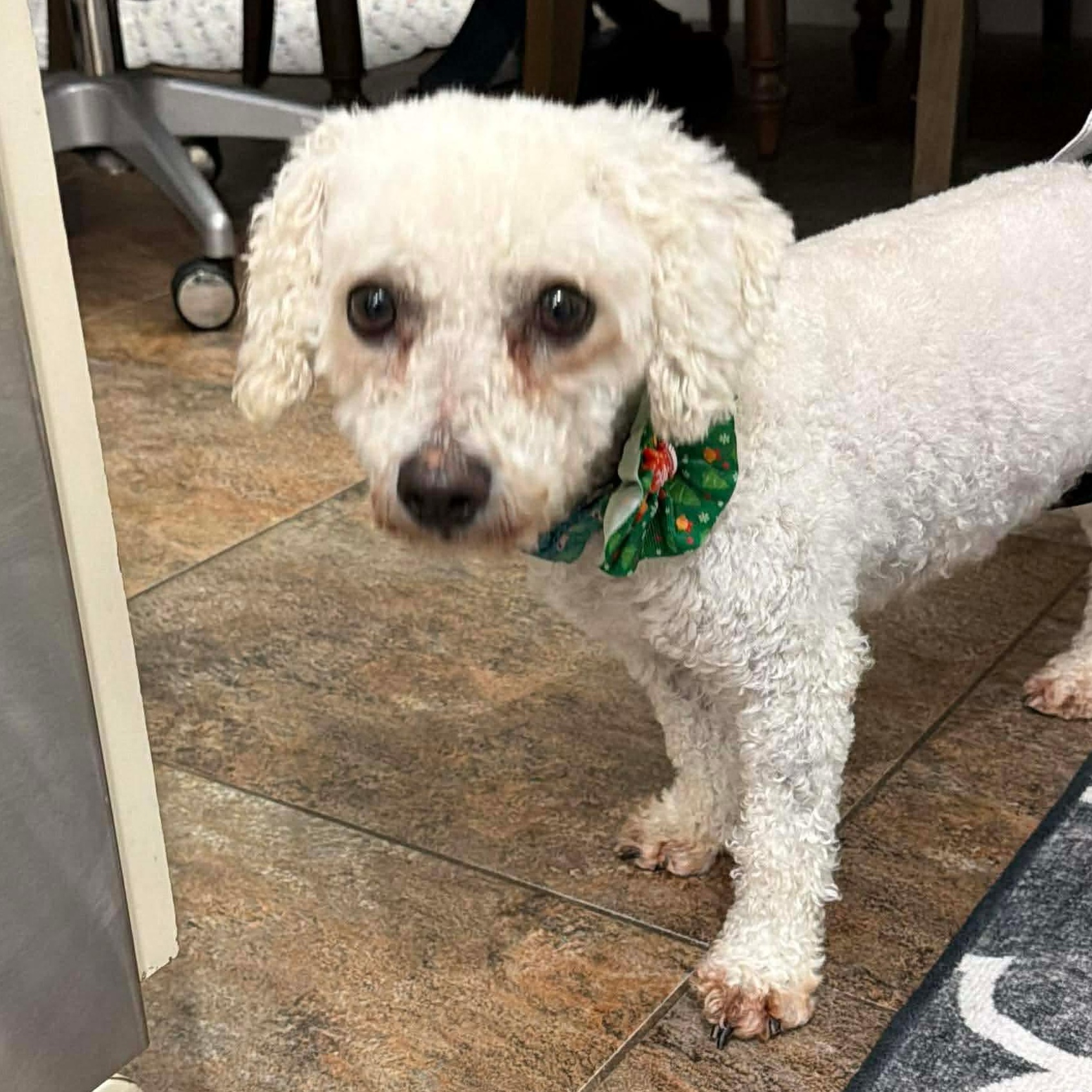 Oliver, an adopted Bichon Frise in Rochester, NY image 1/6