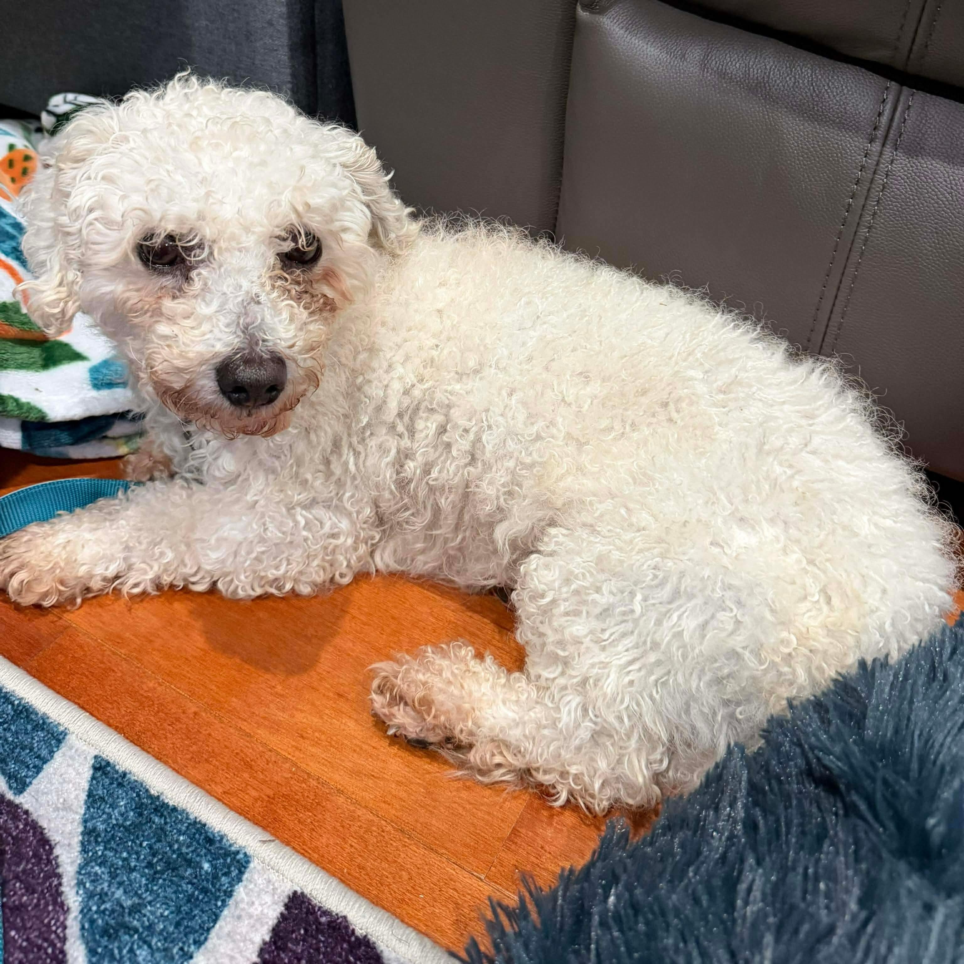 Oliver, an adopted Bichon Frise in Rochester, NY image 4/6