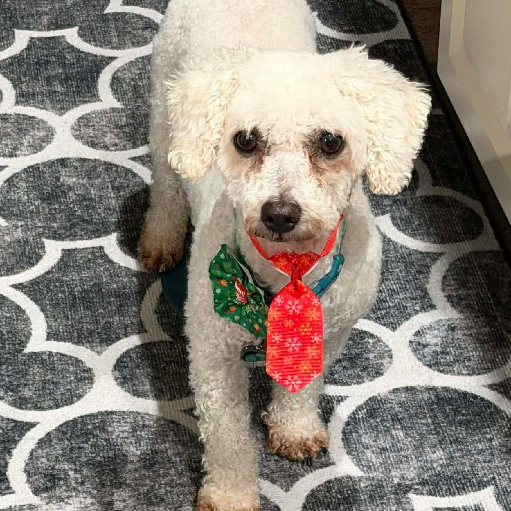 Oliver, an adopted Bichon Frise in Rochester, NY image 3/6