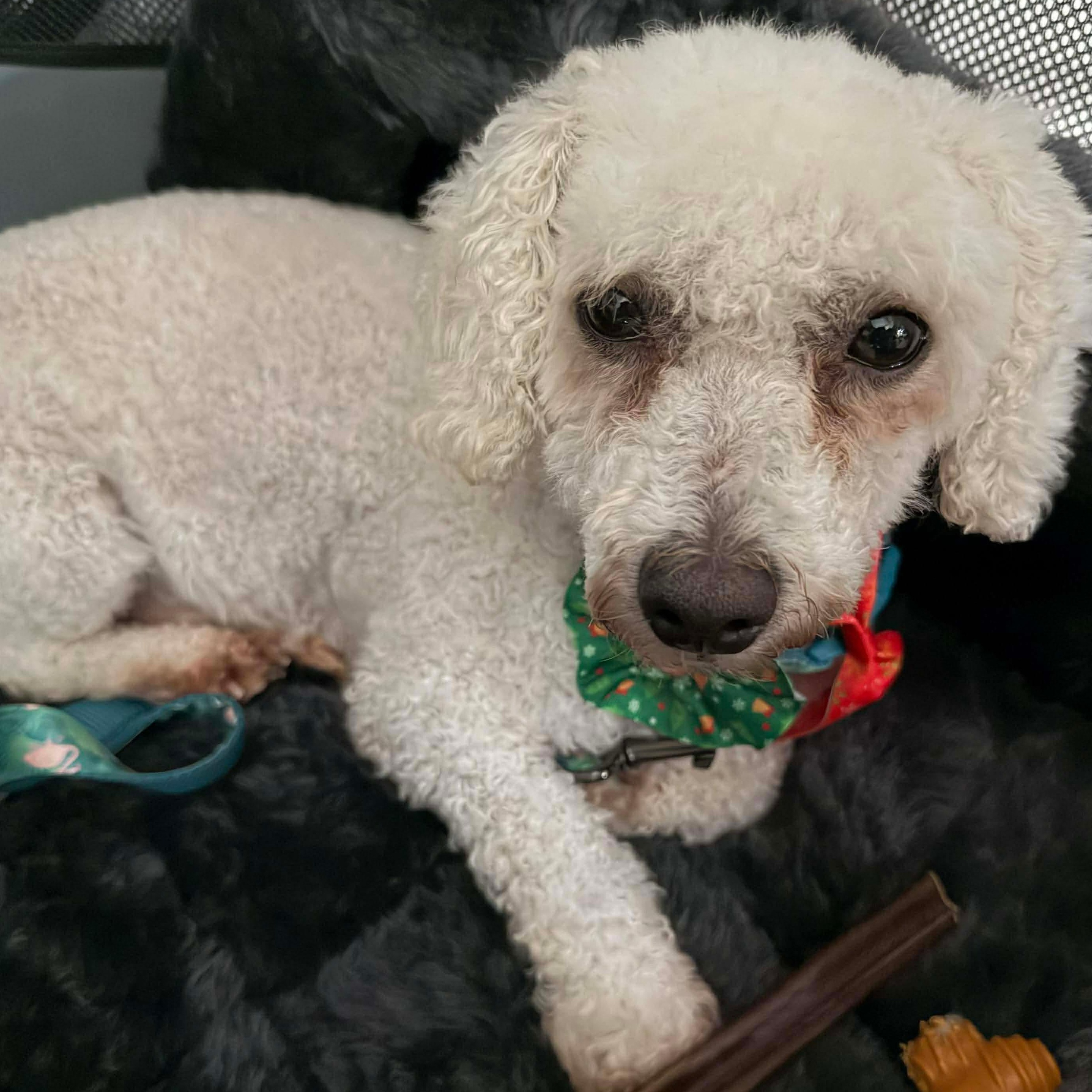 Oliver, an adopted Bichon Frise in Rochester, NY image 2/6
