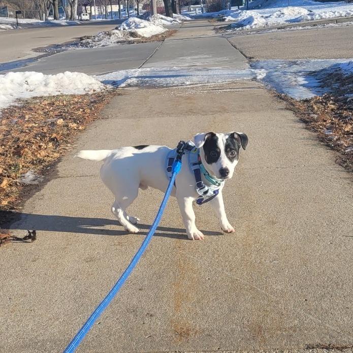 Chase, Adoptable, Adult Male Jack Russell Terrier.