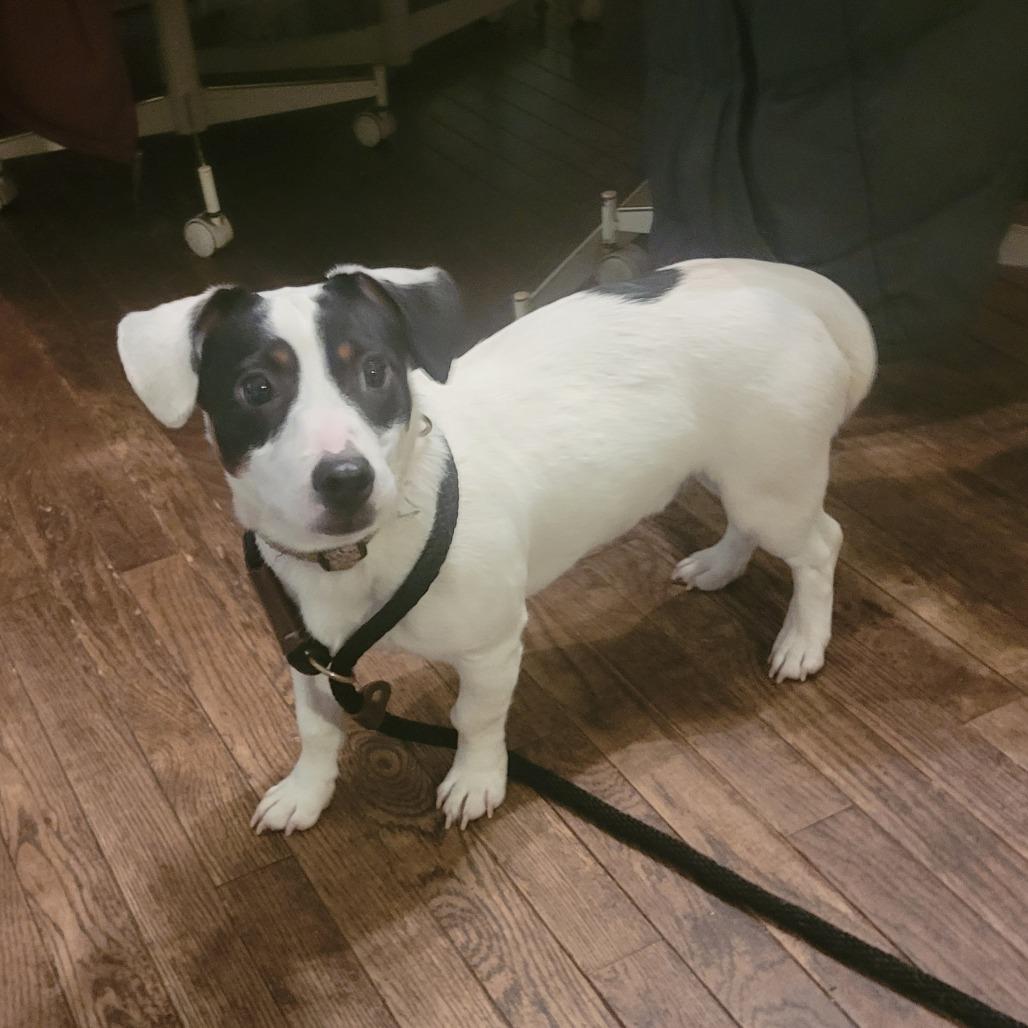 Enlarge Chase, a Adoptable Jack Russell Terrier in Rochester, MN image 2/6