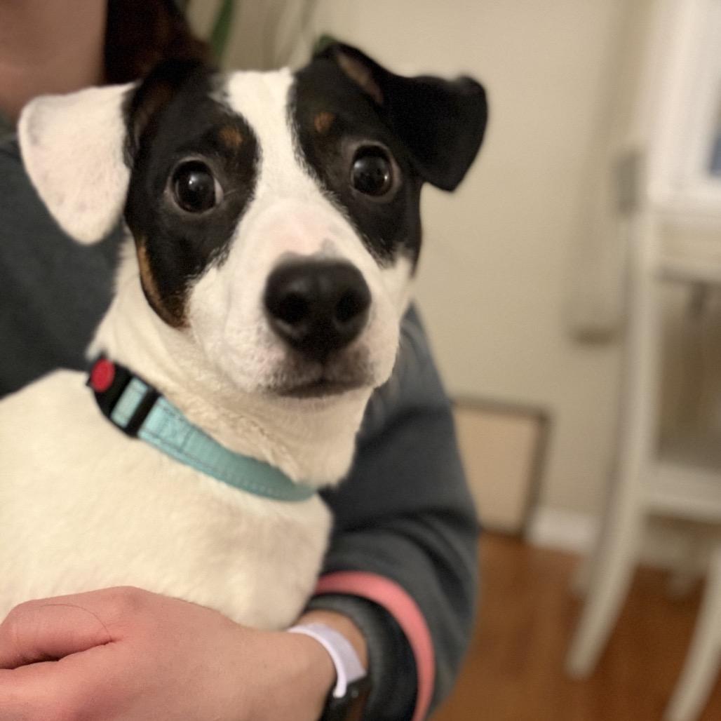 Enlarge Chase, a Adoptable Jack Russell Terrier in Rochester, MN image 3/6