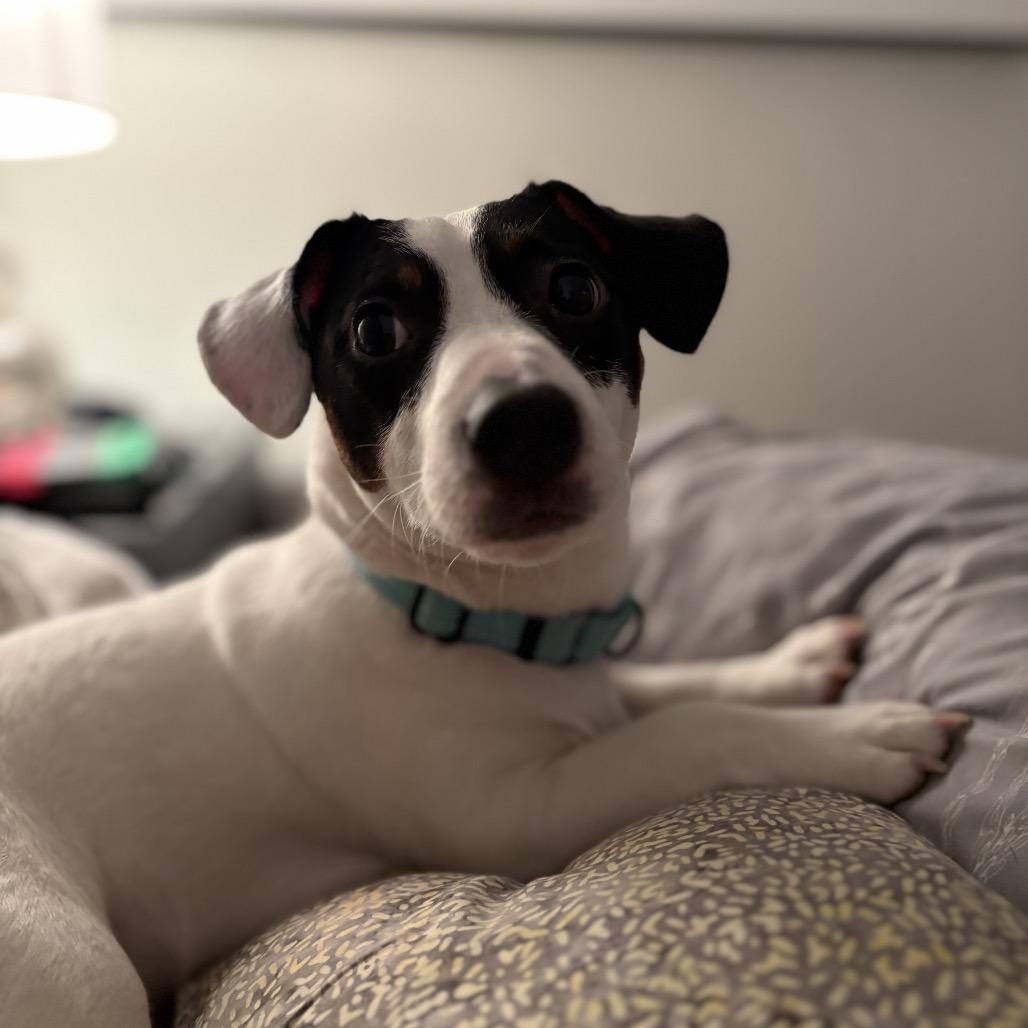 Enlarge Chase, a Adoptable Jack Russell Terrier in Rochester, MN image 4/6