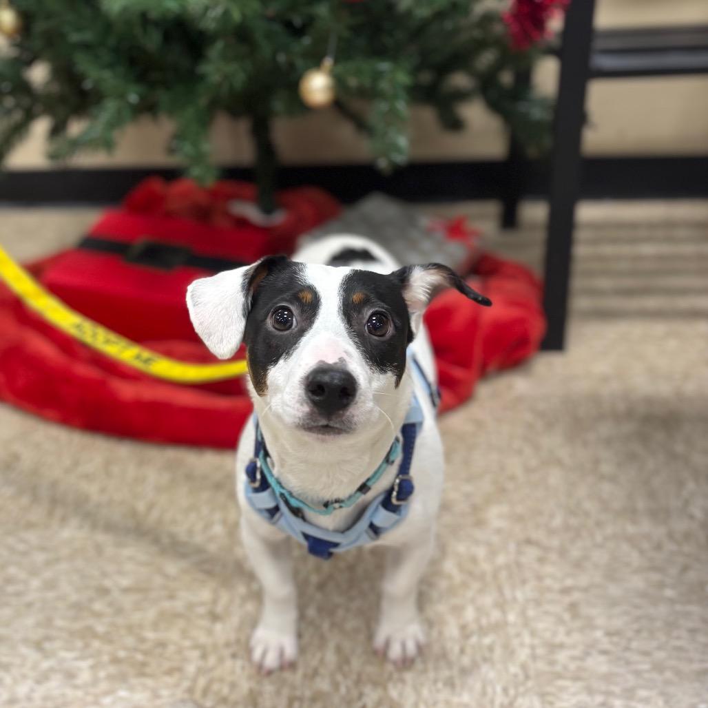 Enlarge Chase, a Adoptable Jack Russell Terrier in Rochester, MN image 5/6