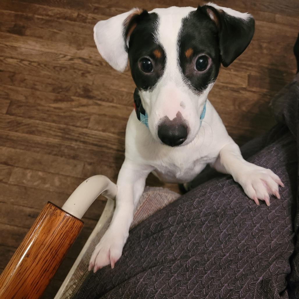 Enlarge Chase, a Adoptable Jack Russell Terrier in Rochester, MN image 6/6