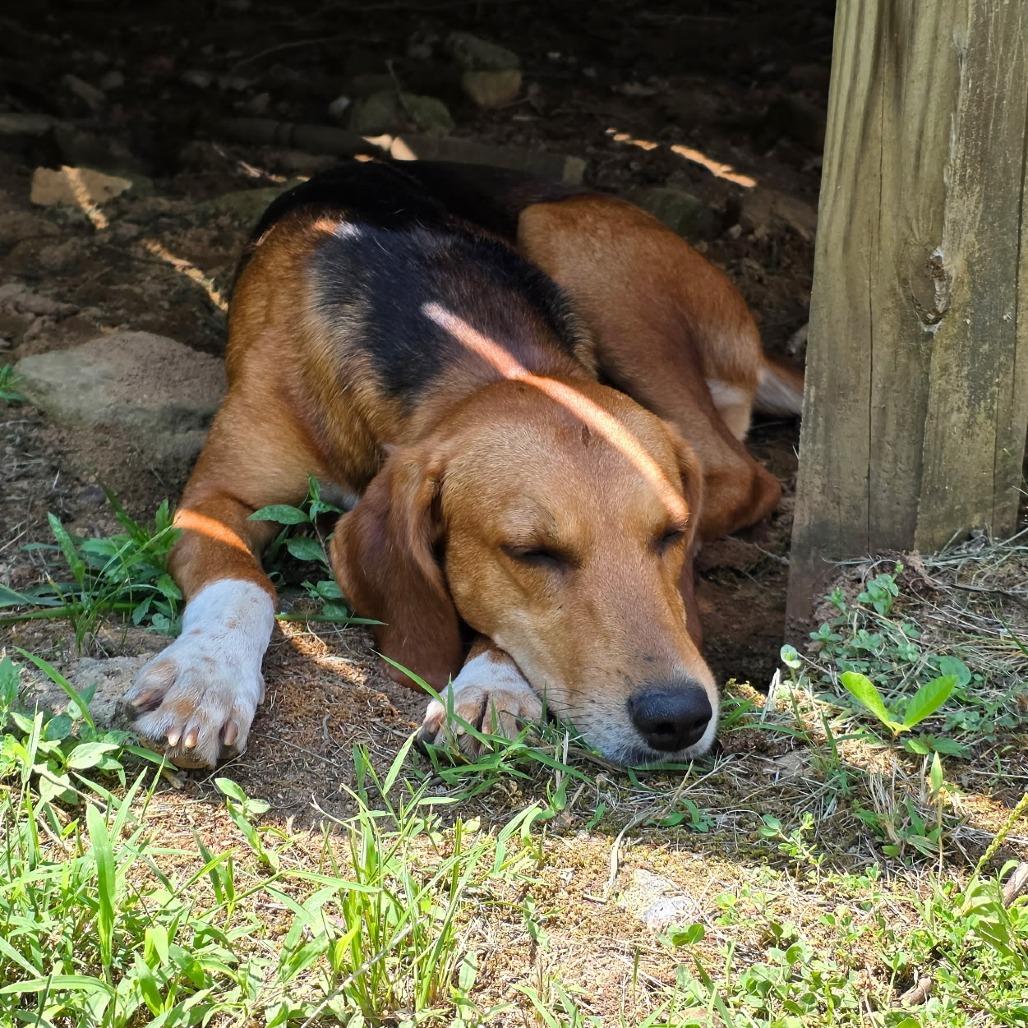 Enlarge Whoofie, a Adoptable mixed breed in Lynchburg, VA image 1/2