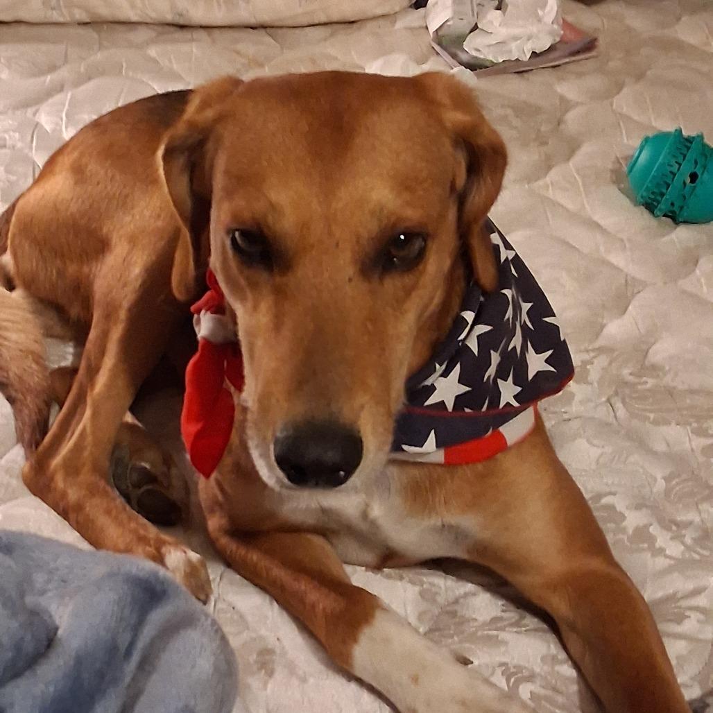 Enlarge Whoofie, a Adoptable mixed breed in Lynchburg, VA image 2/2