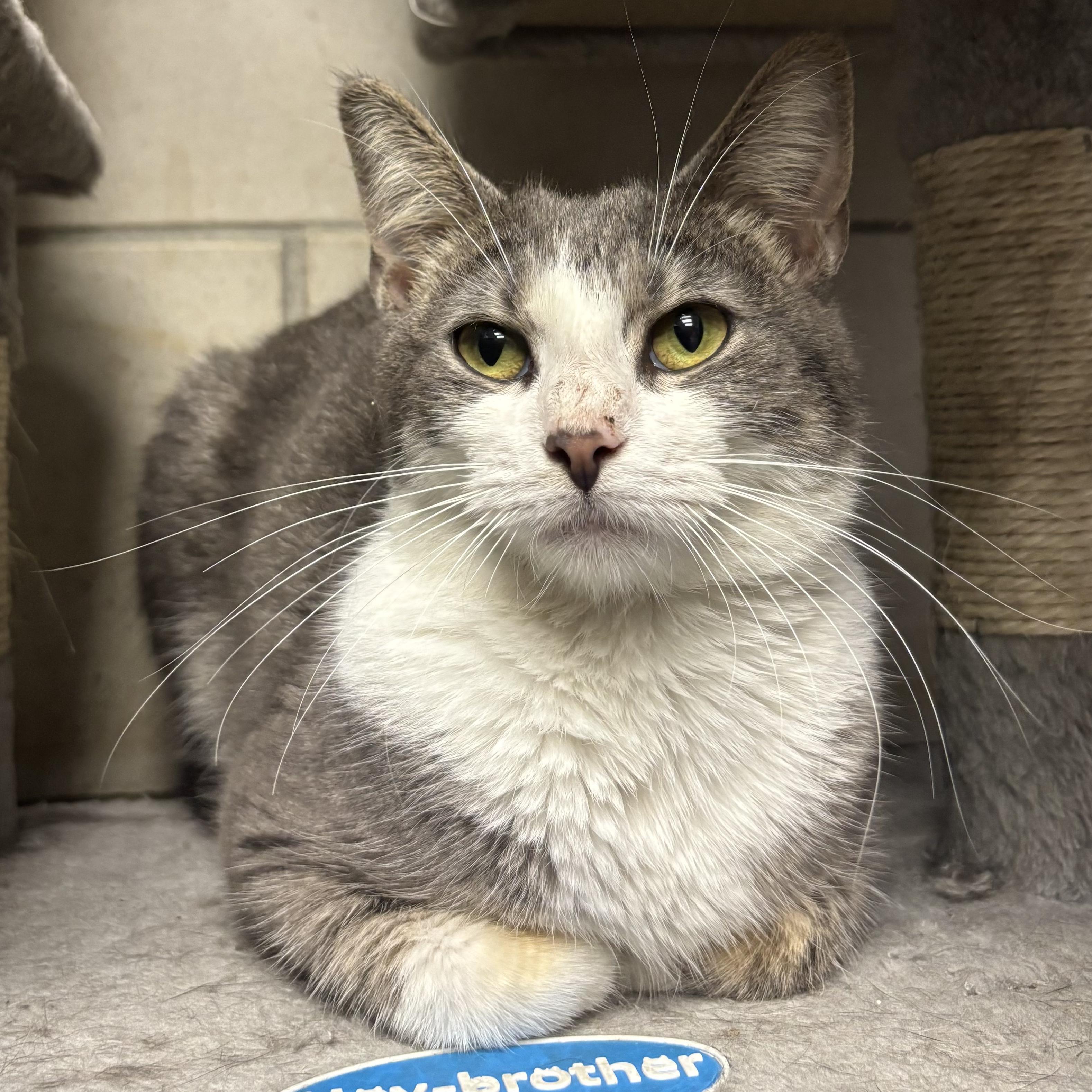 Enlarge Lana, a Adoptable Domestic Short Hair in Waynesburg, PA image 4/6