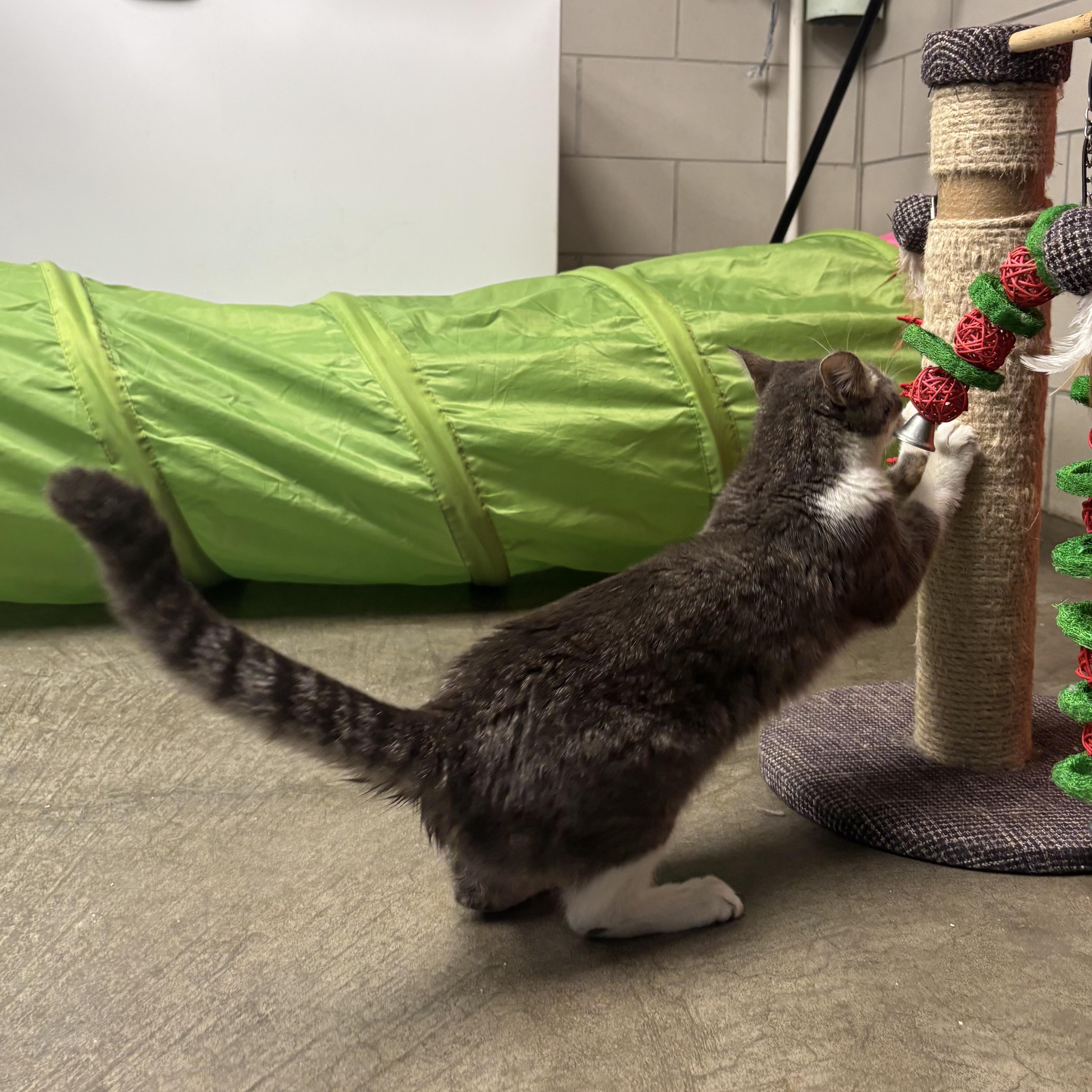 Enlarge Lana, a Adoptable Domestic Short Hair in Waynesburg, PA image 5/6