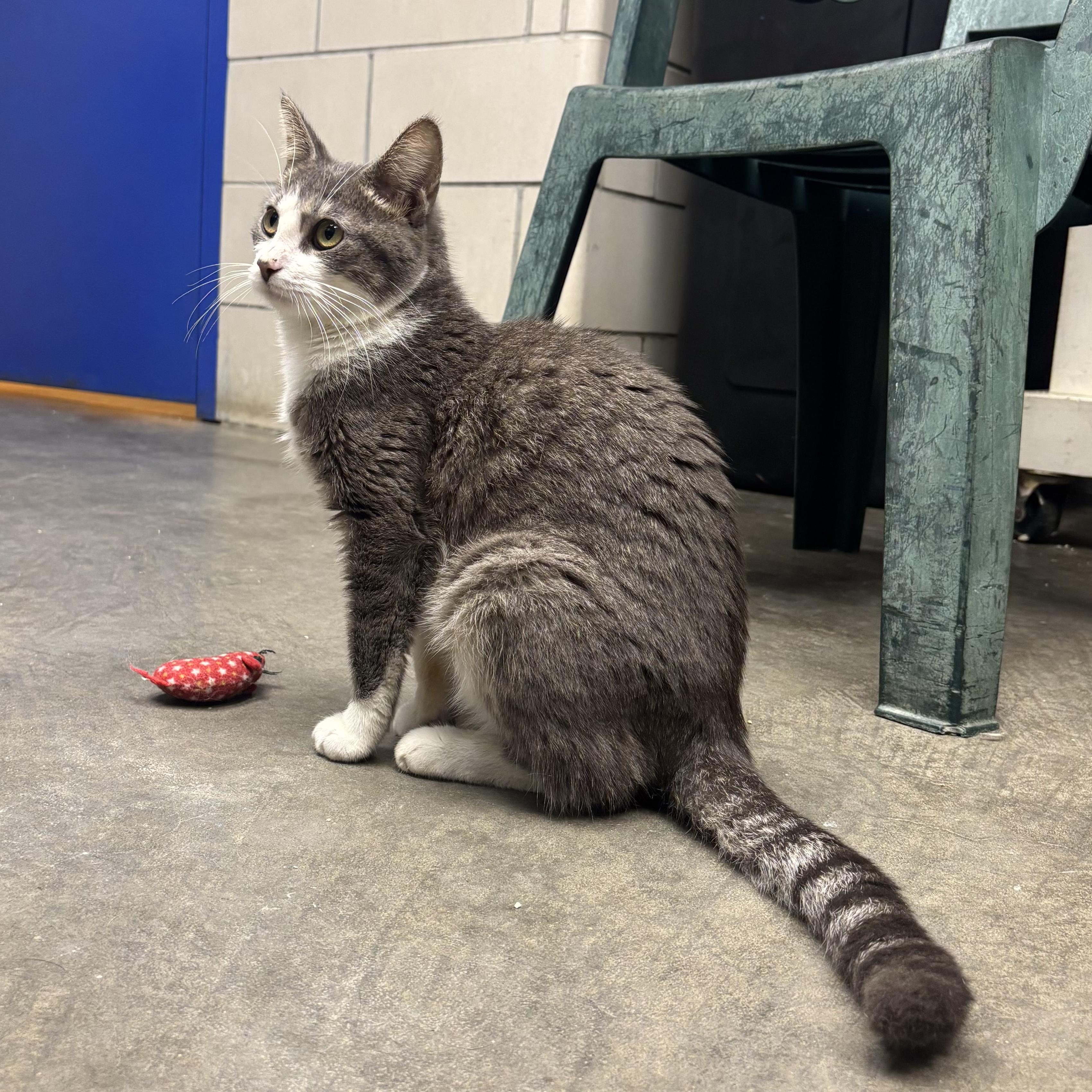 Enlarge Lana, a Adoptable Domestic Short Hair in Waynesburg, PA image 2/6