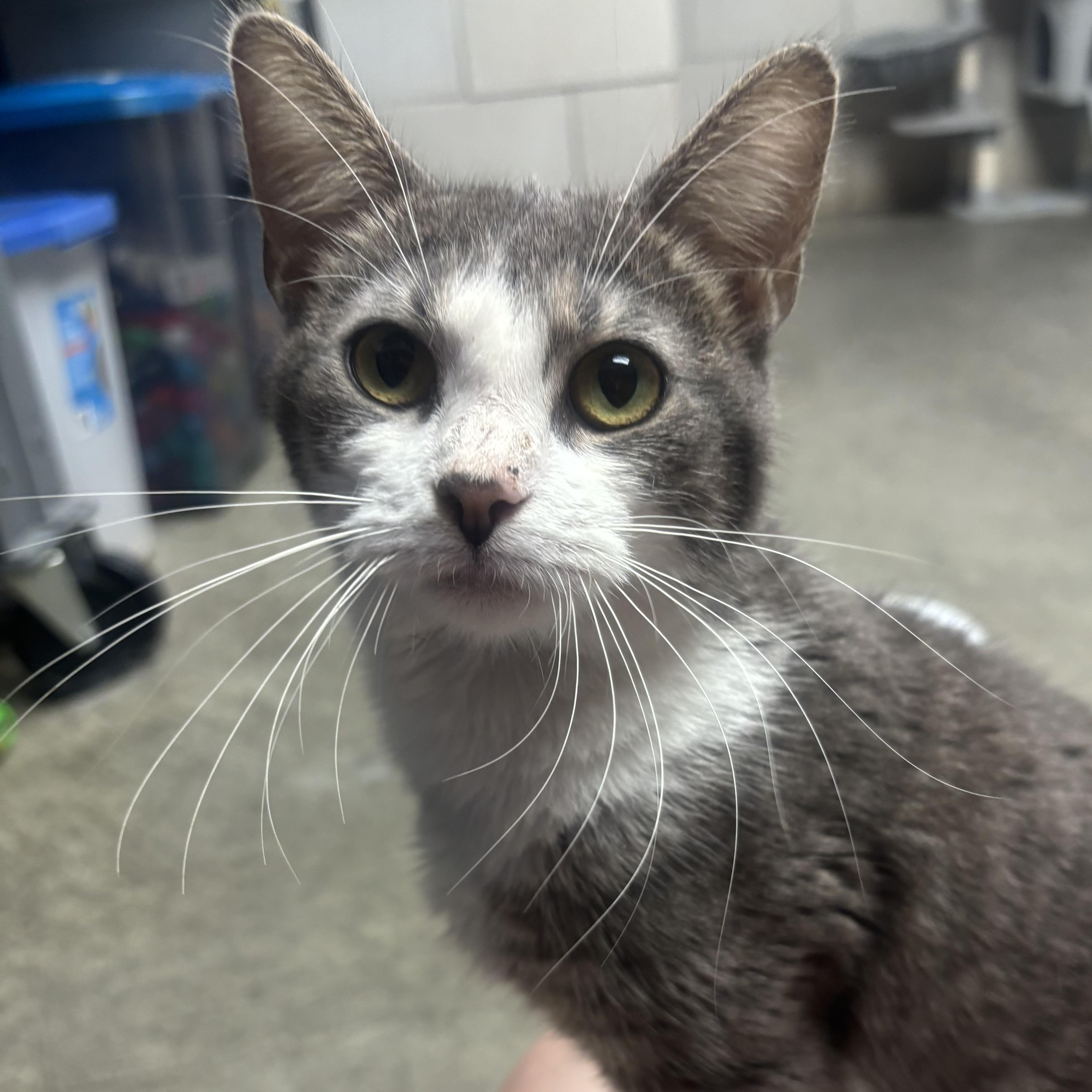 Enlarge Lana, a Adoptable Domestic Short Hair in Waynesburg, PA image 3/6