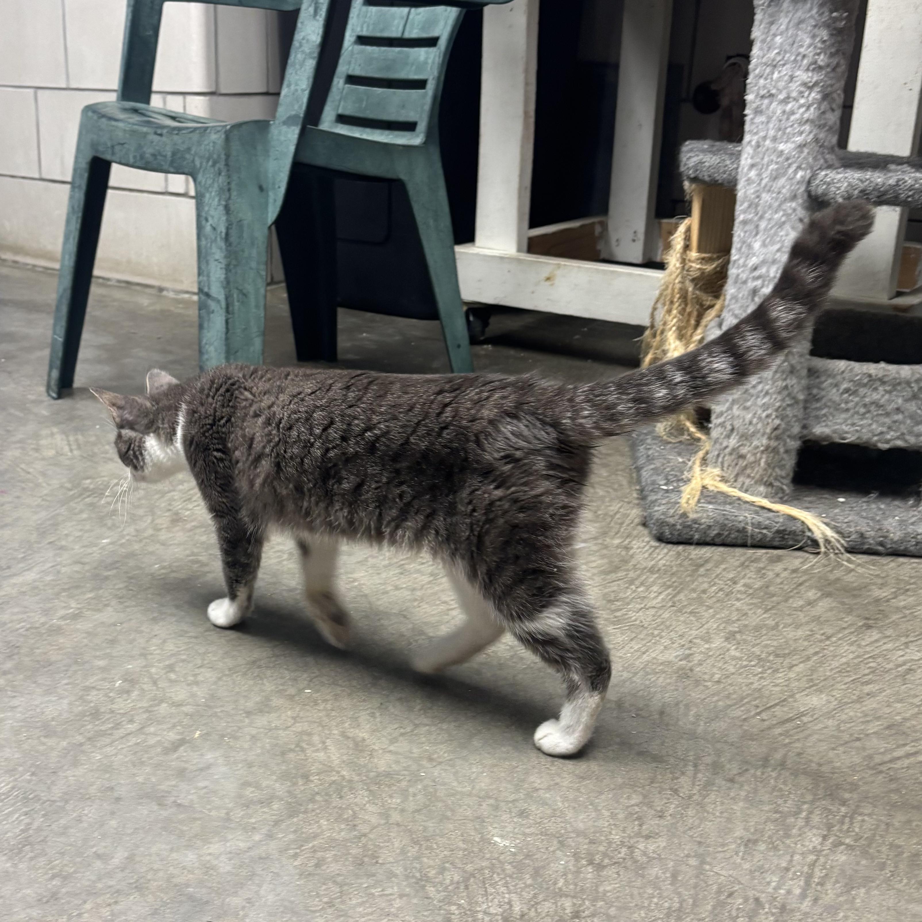 Enlarge Lana, a Adoptable Domestic Short Hair in Waynesburg, PA image 6/6