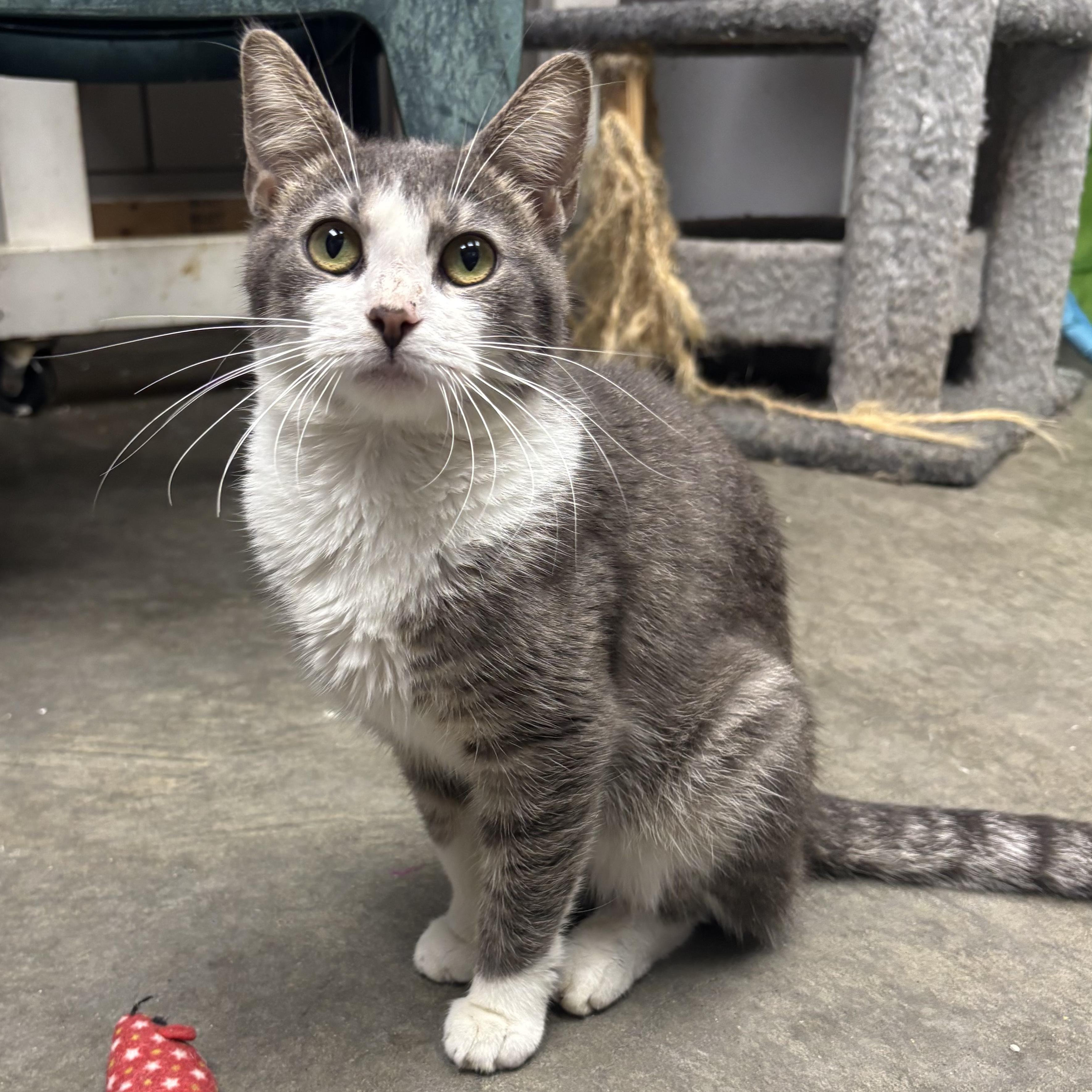 Lana, Adoptable, Young Female Domestic Short Hair.