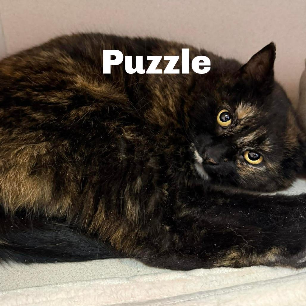 Puzzle 260044, Adoptable, Young Female Domestic Short Hair.