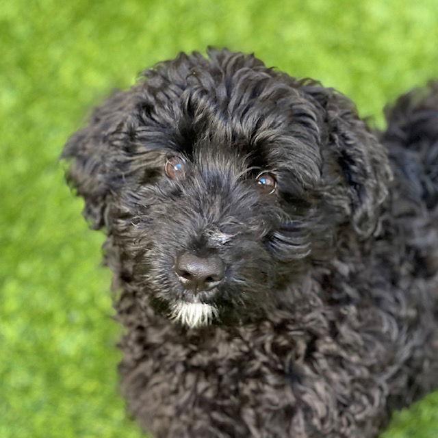 Enlarge Viggo, a Adopted Poodle in Burlingame, CA image 1/1