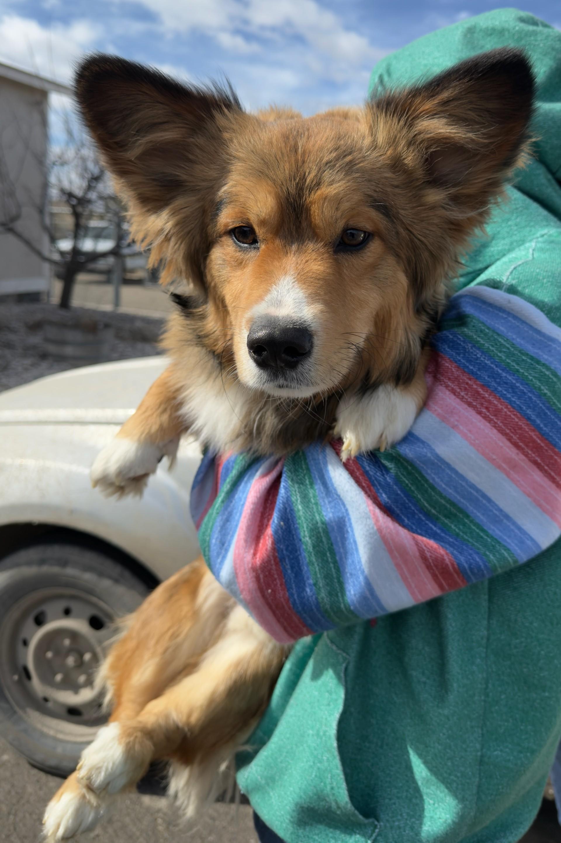 60586914, ADOPTABLE, Adult Male Cardigan Welsh Corgi & Shepherd.