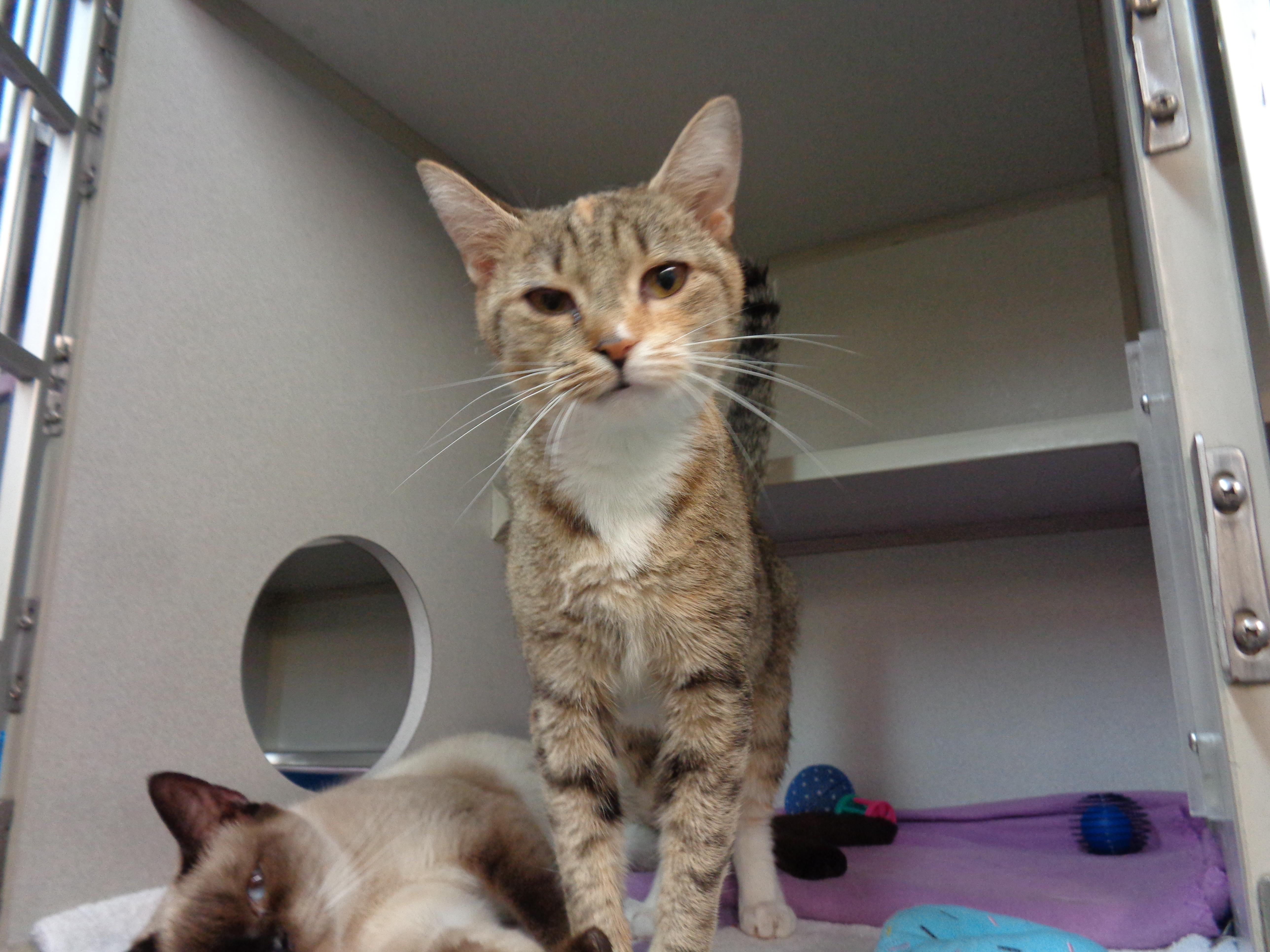 Enlarge CRULLER, an adopted Tabby in Delhi, NY image 5/6