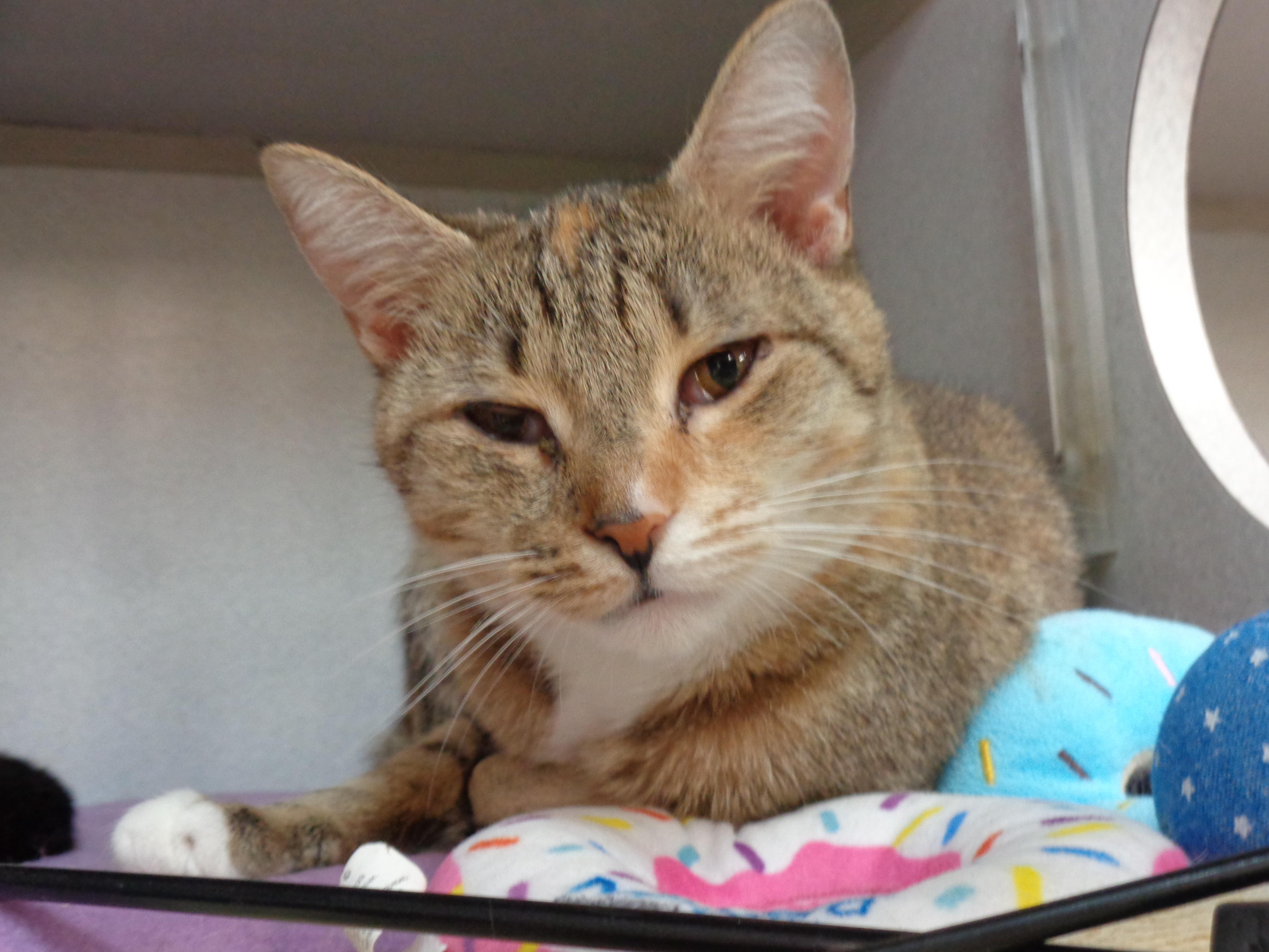 Enlarge CRULLER, an adopted Tabby in Delhi, NY image 6/6