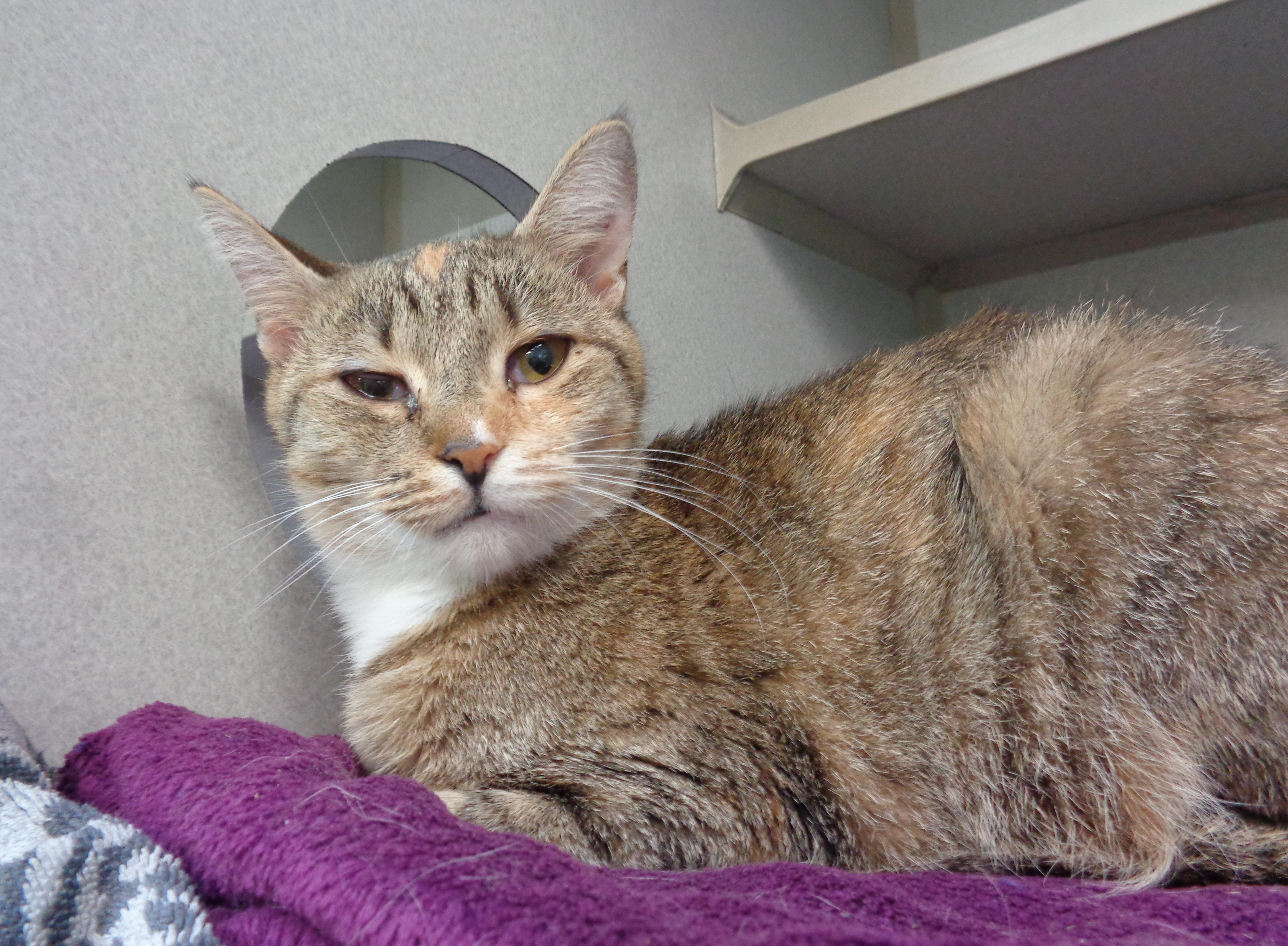 Enlarge CRULLER, an adopted Tabby in Delhi, NY image 4/6