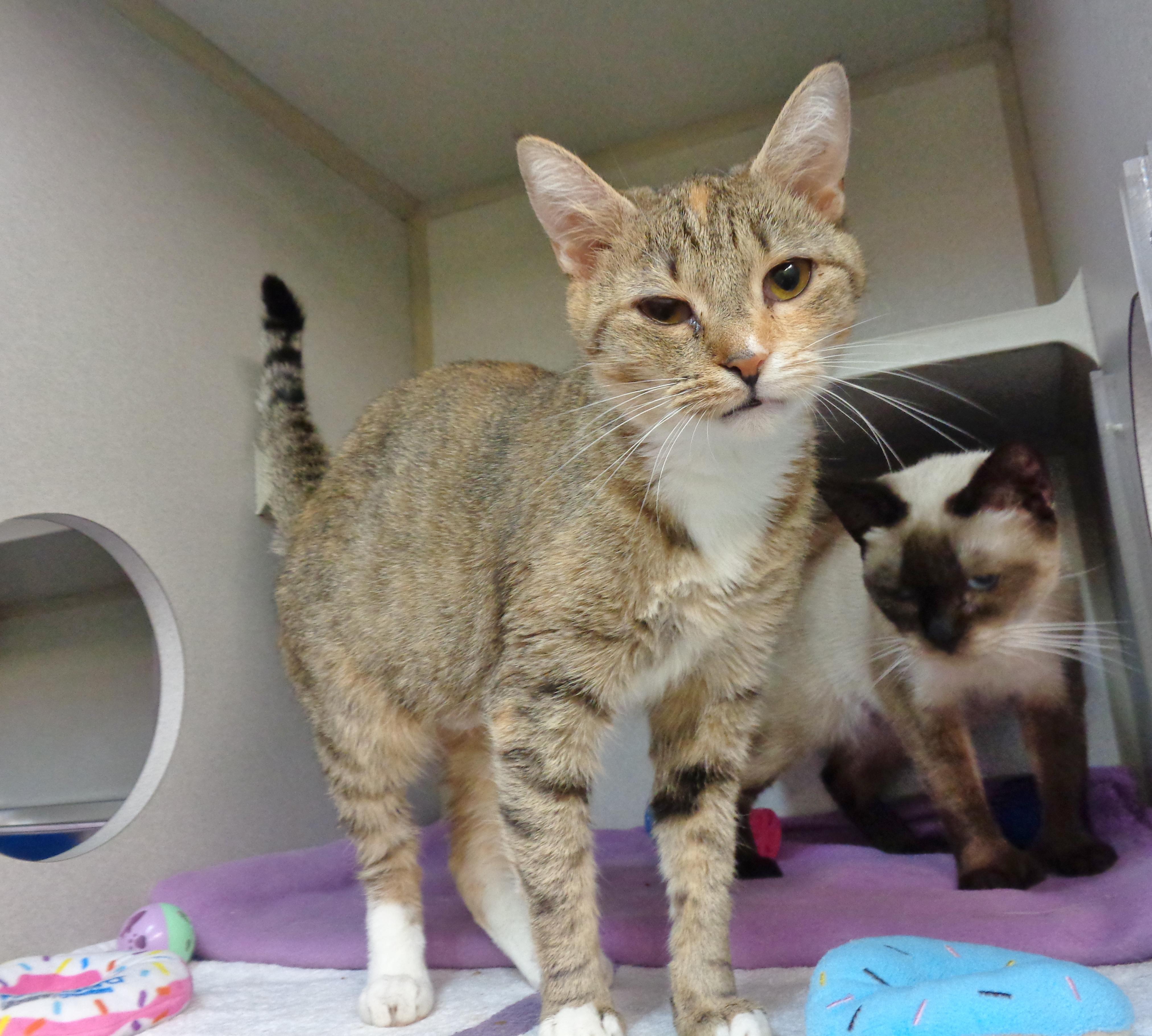 Enlarge CRULLER, an adopted Tabby in Delhi, NY image 3/6