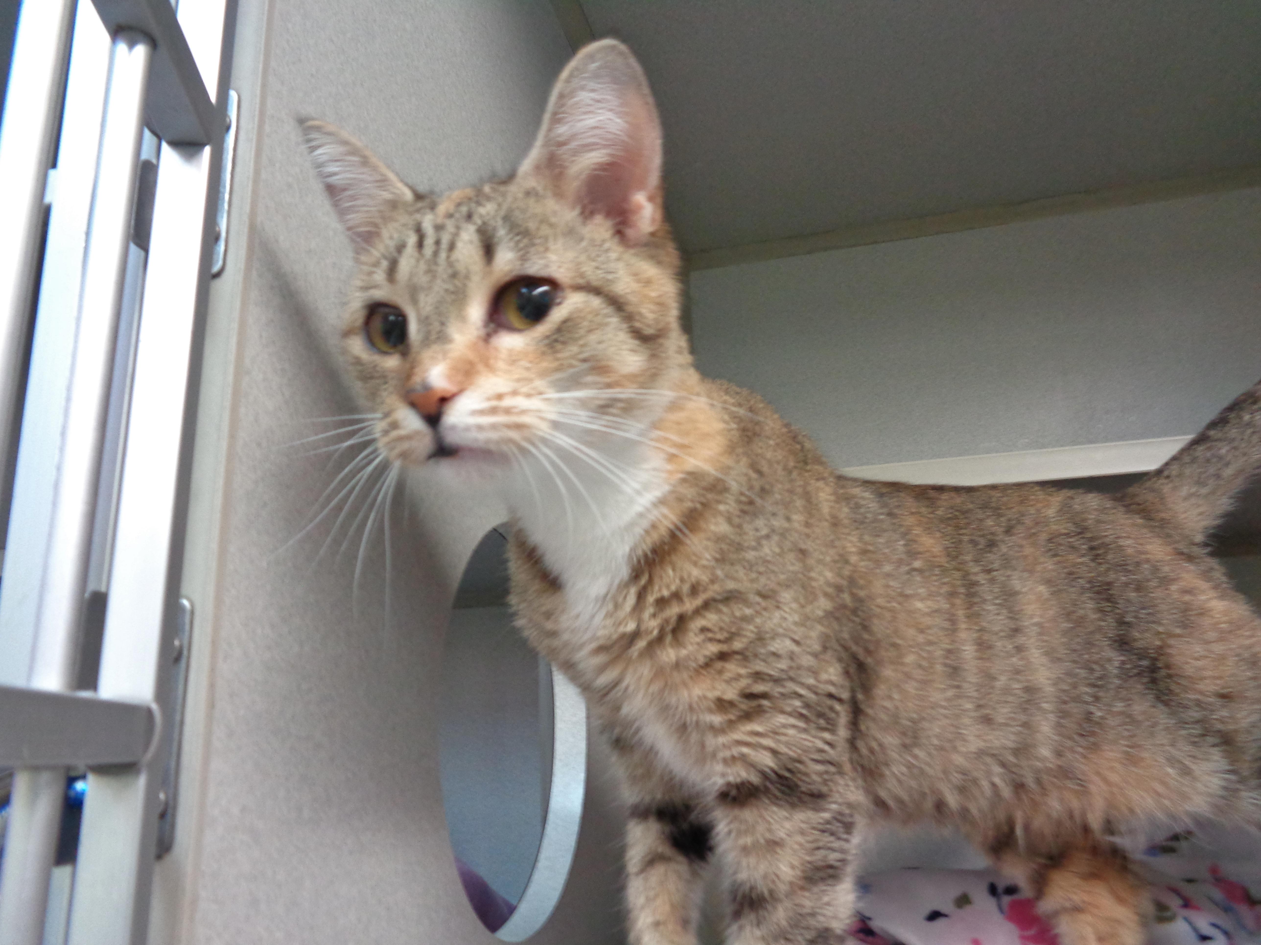 CRULLER, adopted, Young Female Tabby.