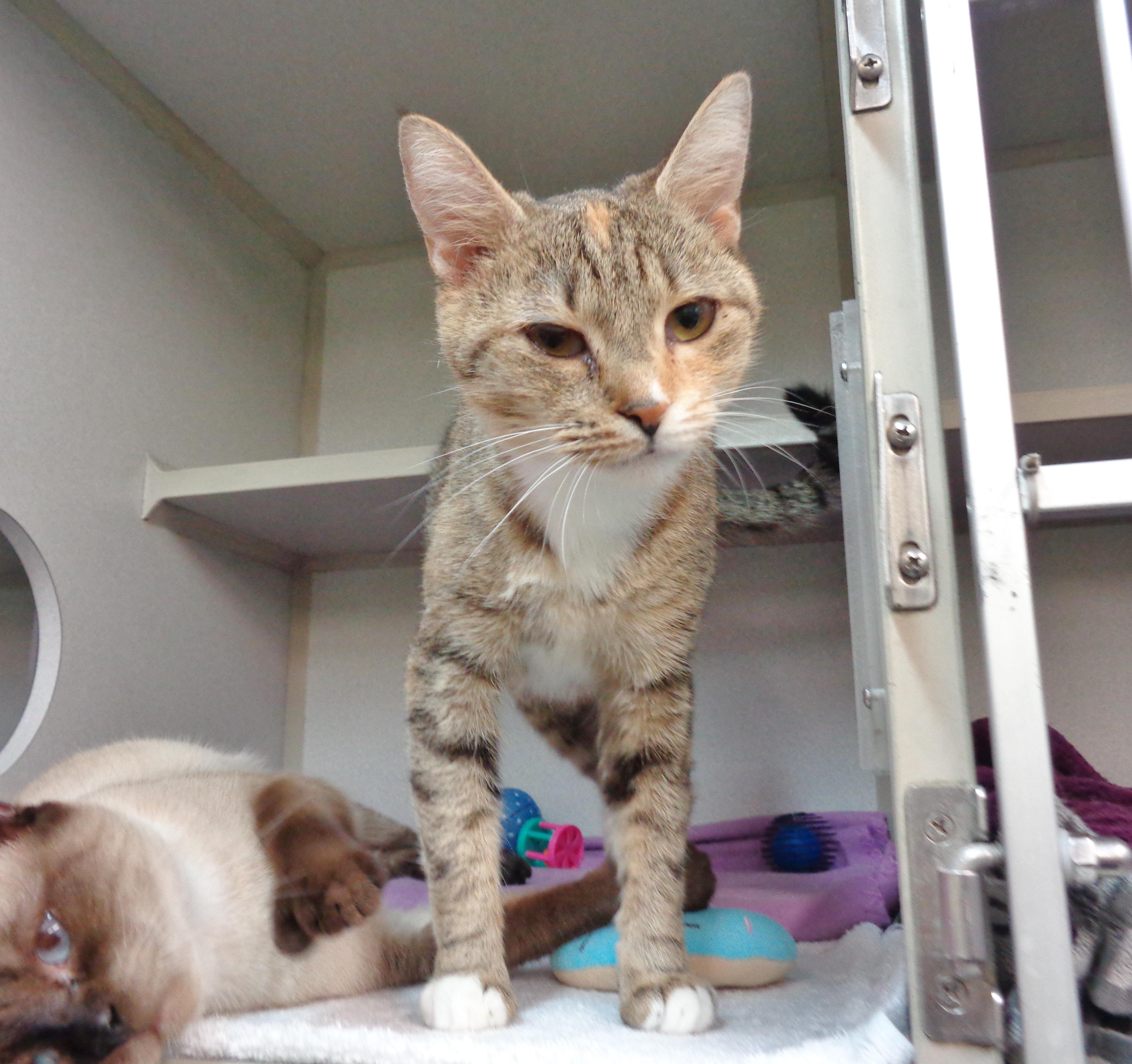 Enlarge CRULLER, an adopted Tabby in Delhi, NY image 2/6