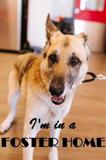 Enlarge Bismarck, a Adoptable Mixed Breed in West Chester, PA image 2/3