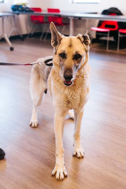 Enlarge Bismarck, a Adoptable Mixed Breed in West Chester, PA image 3/3