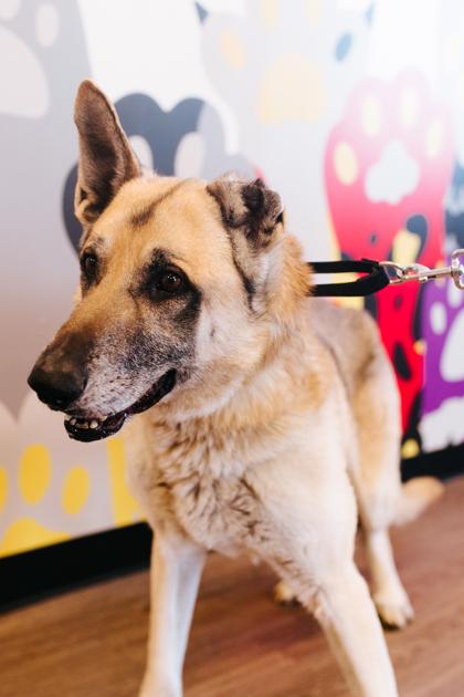 Enlarge Bismarck, a Adoptable Mixed Breed in West Chester, PA image 3/3