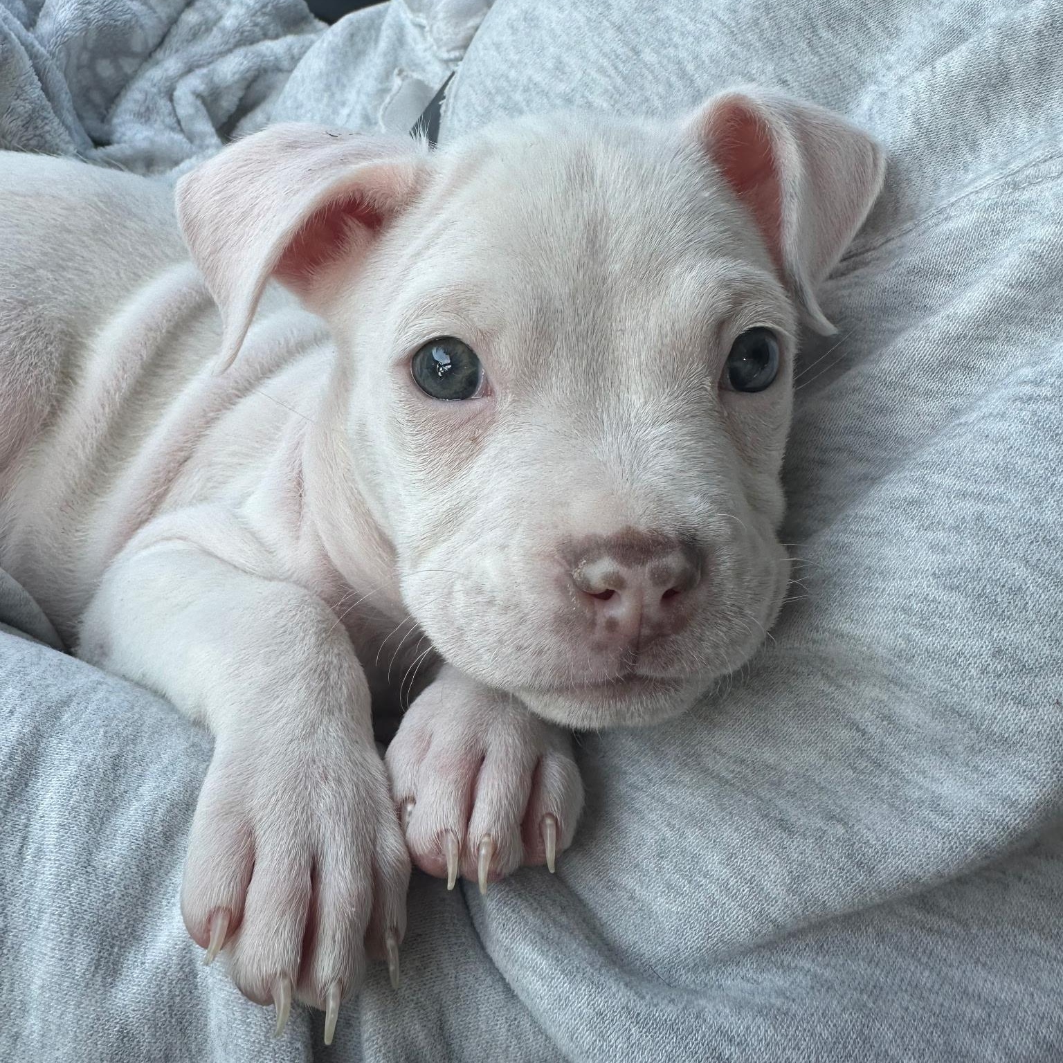 Judy, Adoptable, Puppy Female Terrier.