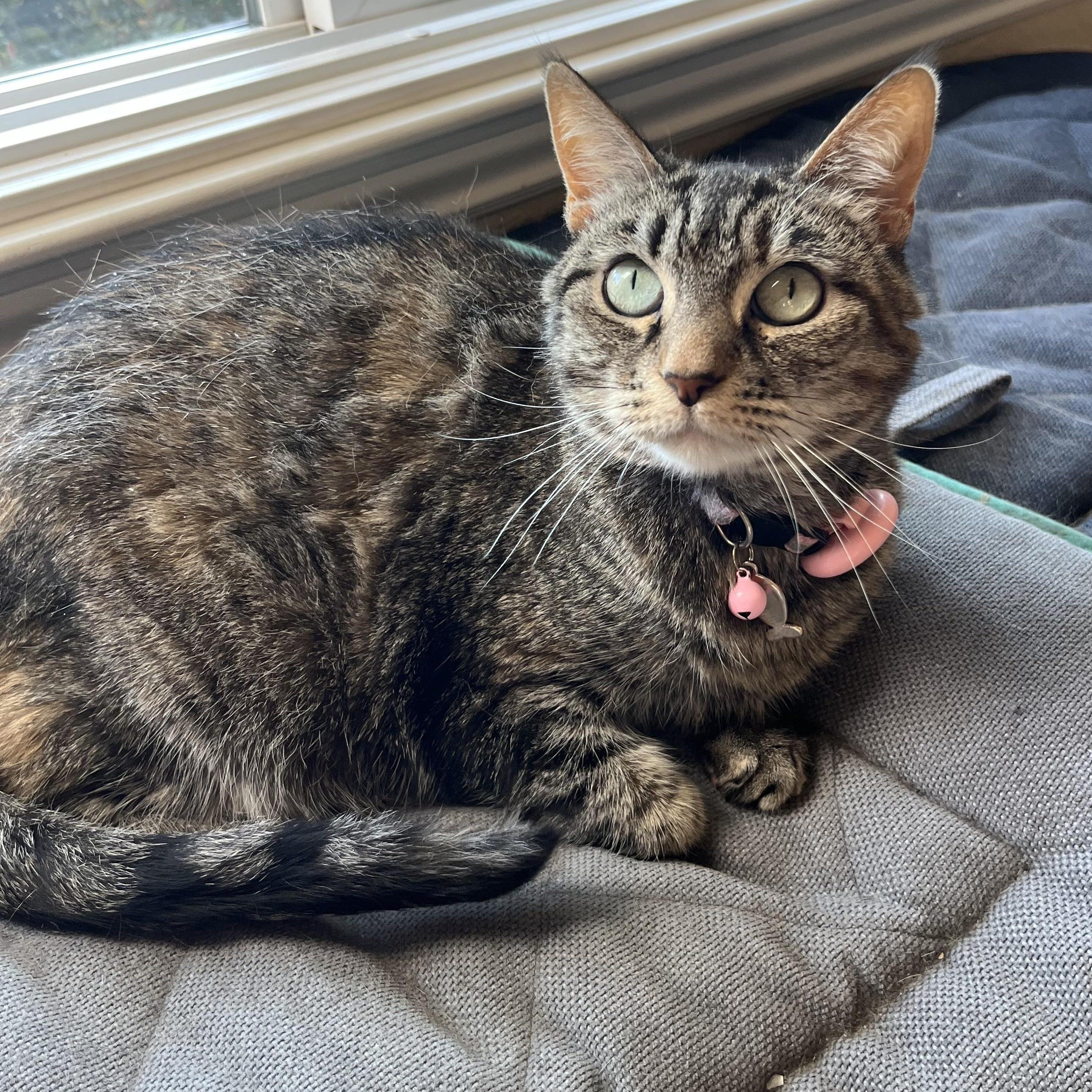 Sunshine K., Adoptable, Adult Female Tabby.