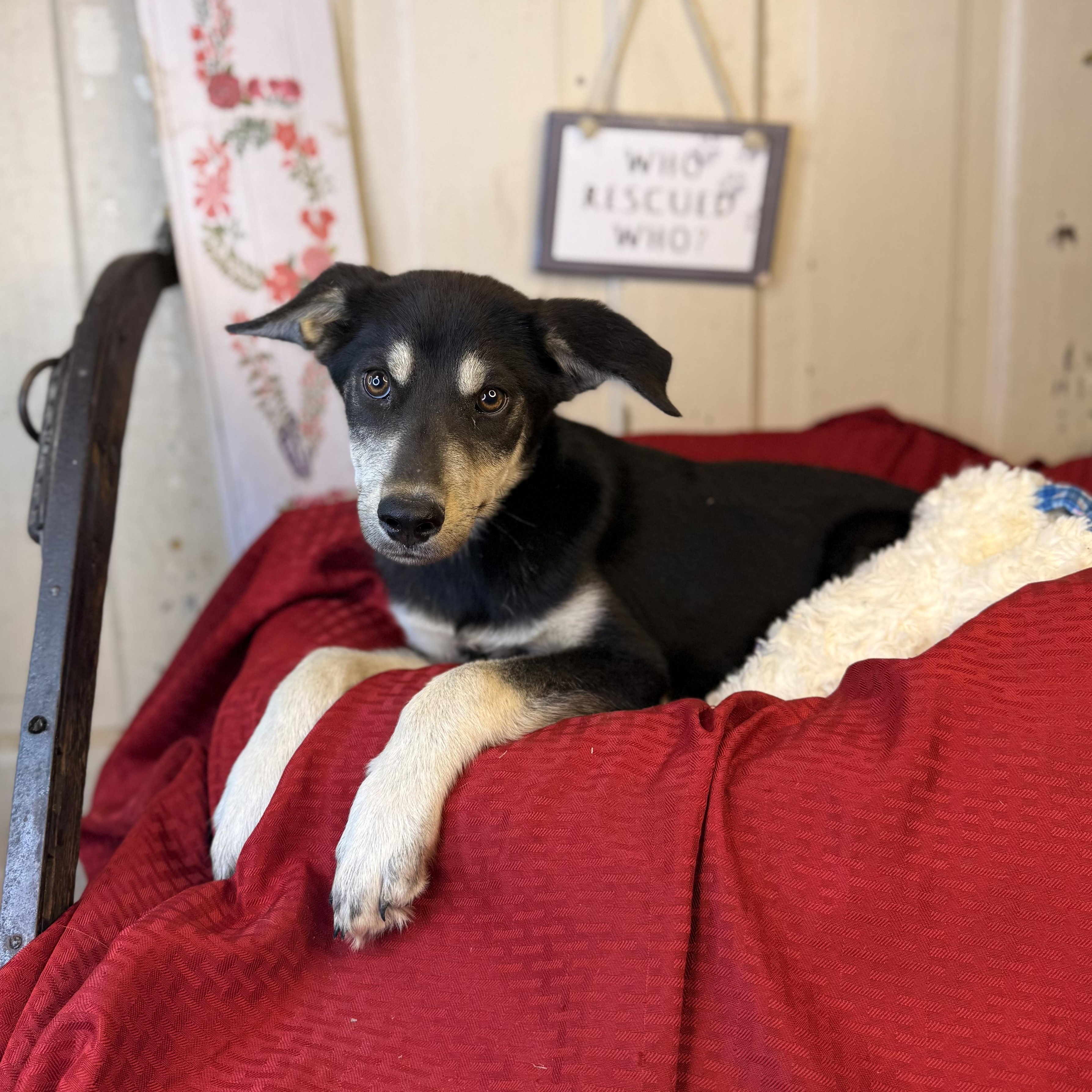 Sara, an adoptable German Shepherd Dog, Mixed Breed in Green Bay, WI, 54304 | Photo Image 2