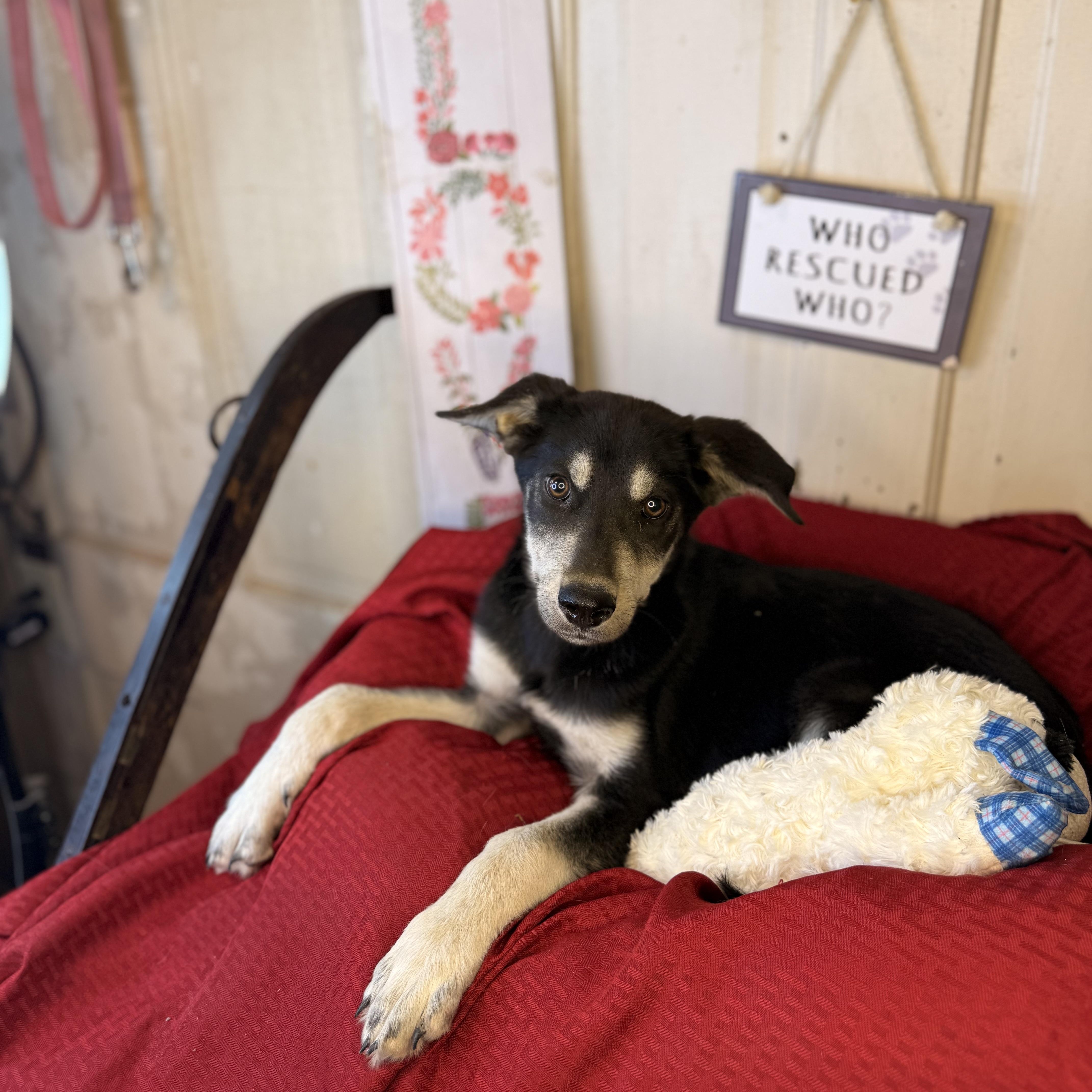 Sara, an adoptable German Shepherd Dog, Mixed Breed in Green Bay, WI, 54304 | Photo Image 5