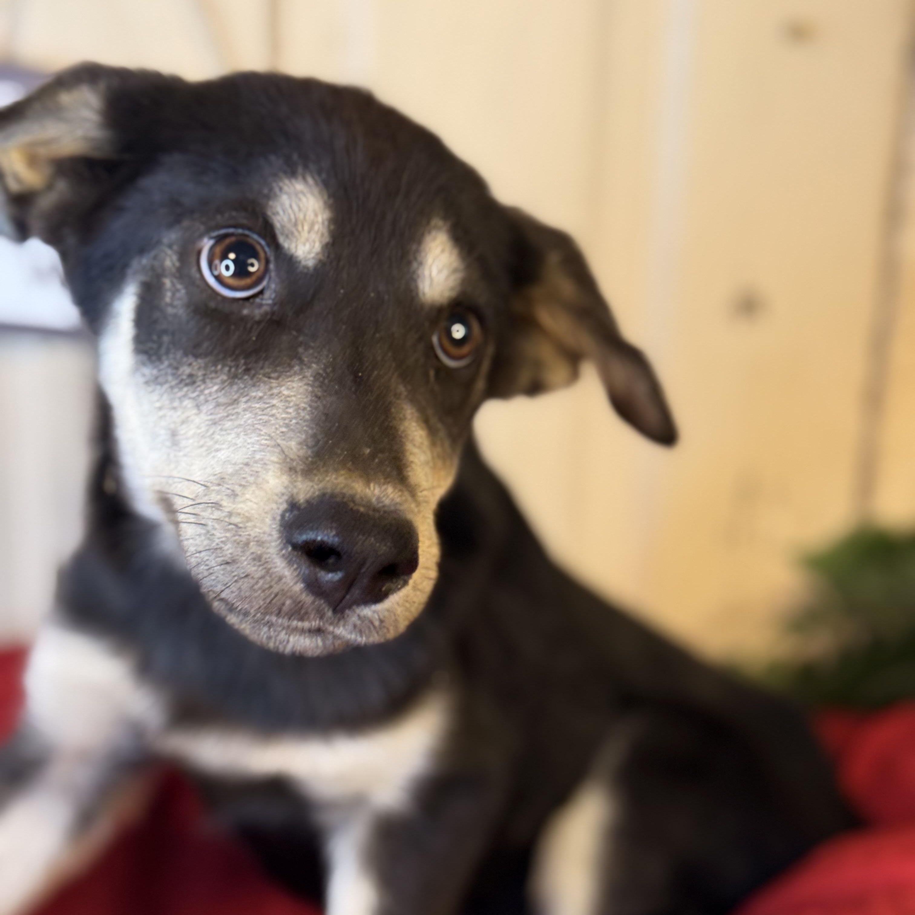 Sara, an adoptable German Shepherd Dog, Mixed Breed in Green Bay, WI, 54304 | Photo Image 4